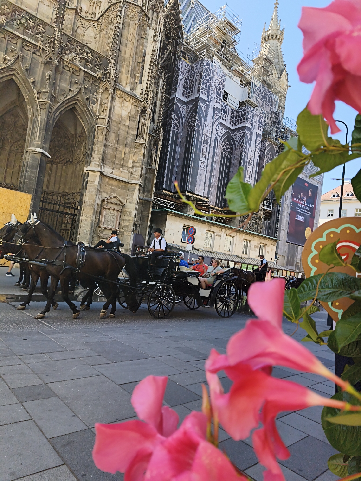 The image shows a horse-drawn carriage in front of a large Gothic-style building in Vienna, Austria, likely St. Stephen's Cathedral, which is partially covered in scaffolding and a large banner. Two dark-colored horses are harnessed to the carriage, which carries several passengers, including at least one woman wearing sunglasses and a red top, and another woman in a light-colored top. A man in a hat, presumably the driver, is seated on the carriage, and another man in similar attire is visible in the background. The building's facade features intricate stone carvings and arched windows. In the foreground, large pink flowers obscure parts of the scene. The ground is paved with gray tiles. The overall atmosphere suggests a tourist activity or a historical reenactment in a bustling urban setting.