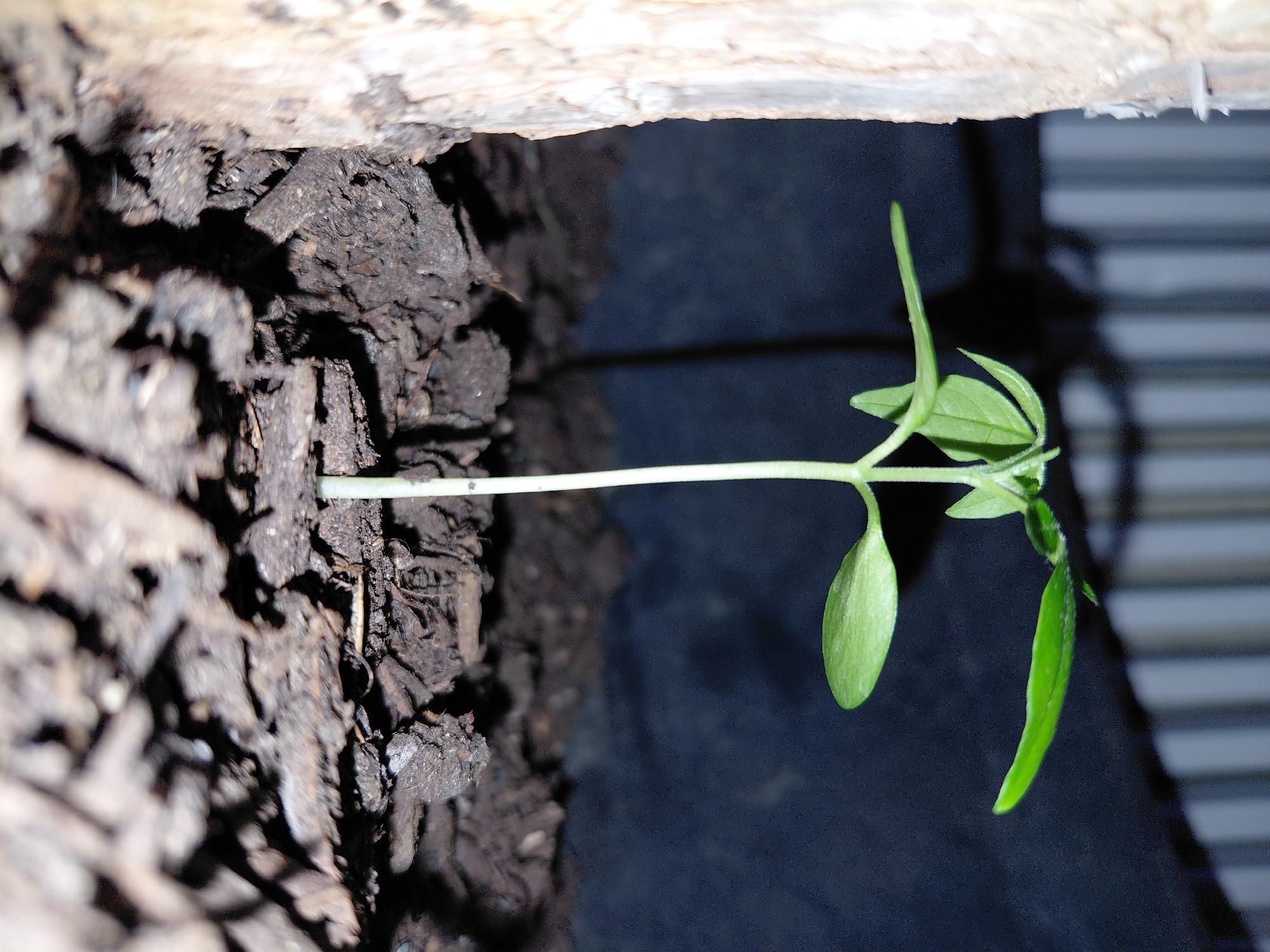 An extremely close-up, low-angle shot shows a seedling with two large cotyledons and two smaller true leaves emerging from a thin, pale green stem. The seedling is planted in dark, rich soil, which appears to be mulched with small wood chips. To the left of the seedling, a portion of a light-colored, rough-textured wooden post is visible, also covered in some of the same mulched soil. The background is dark and out of focus, with vertical lines suggesting a corrugated surface. The lighting creates distinct shadows. The scene is devoid of any human presence or activity. The location is a generic outdoor environment, and there are no specific indicators pointing to the Municipal Unit of Aegio, Greece.