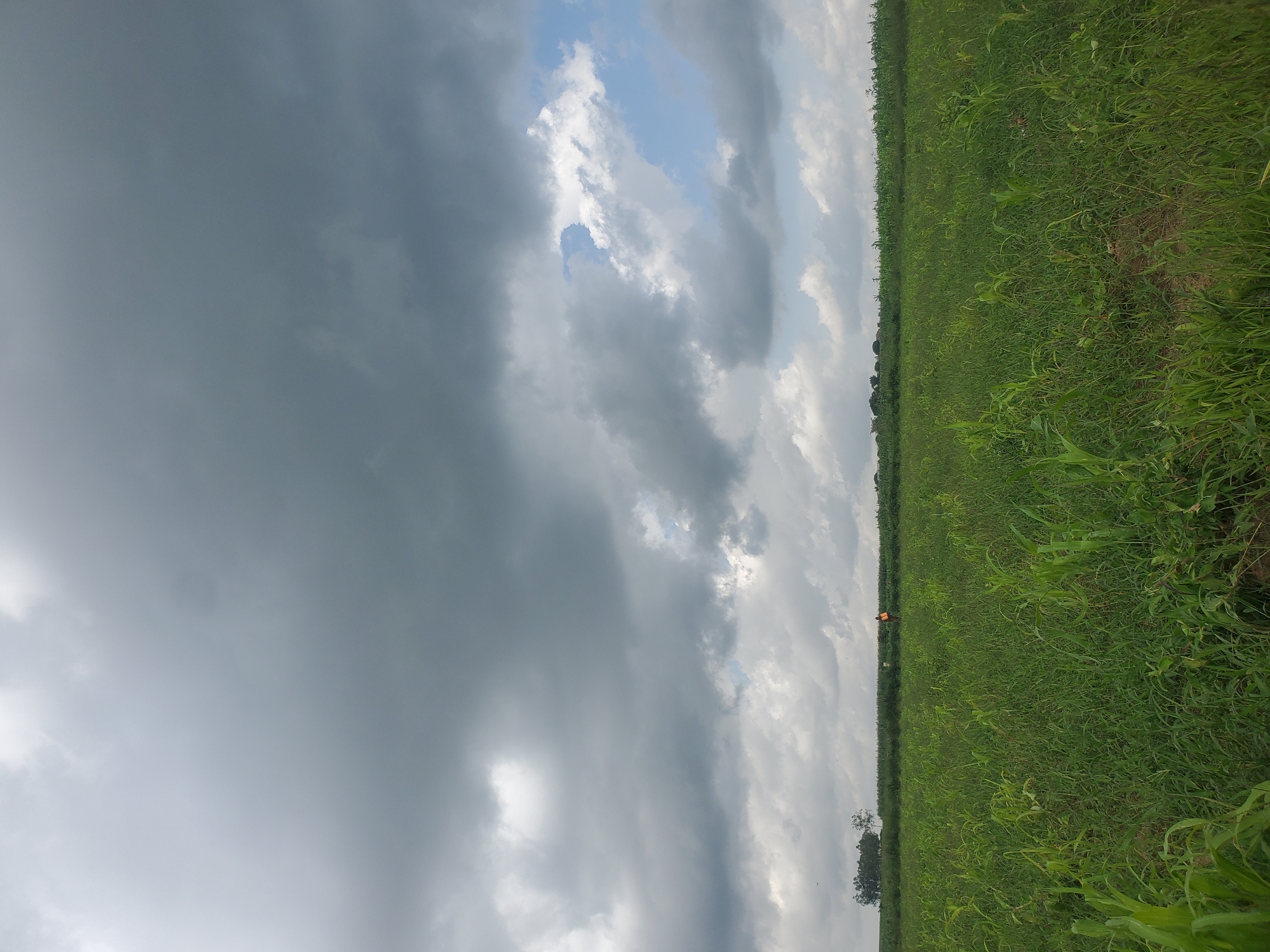 The image depicts an agricultural field in Wumat Central, Nigeria, under a sky filled with dramatic, dark grey storm clouds. The foreground is dominated by lush green crops, likely maize or sorghum, with some shorter grasses interspersed. In the middle ground, a line of trees marks the horizon, beyond which the sky transitions from heavy clouds to patches of lighter grey and blue. A single person, wearing an orange vest, is visible in the middle distance, standing amidst the crops. The overall impression is one of impending rain, with the natural landscape of the field and the sky taking center stage.