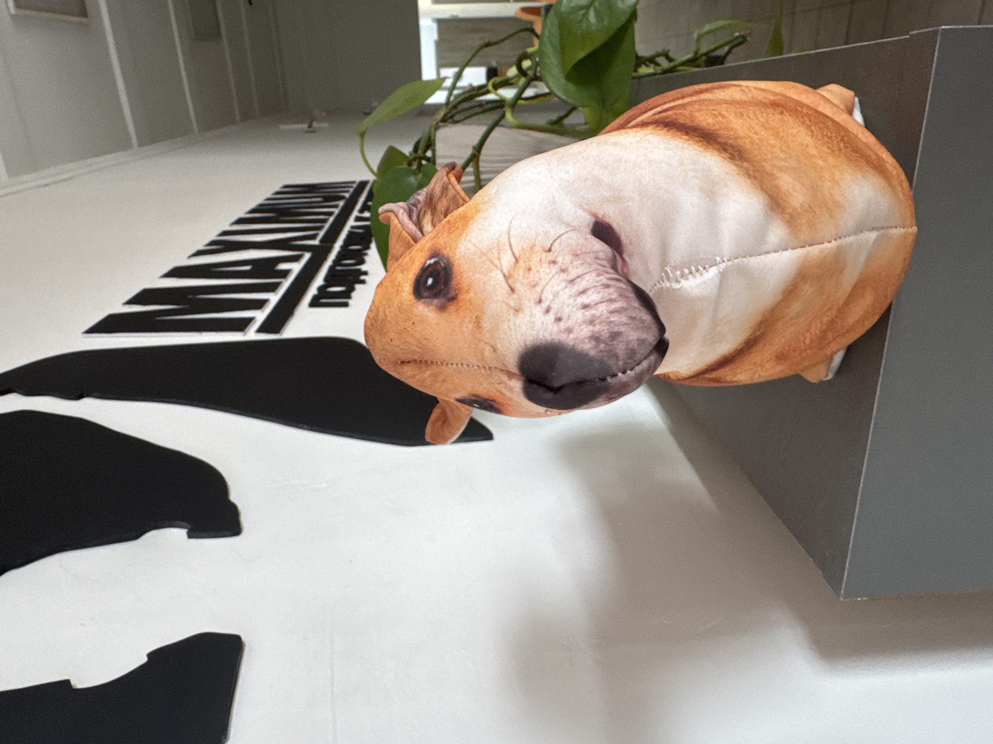 A plush toy shaped like a dog's head and upper body sits on a dark gray shelf against a white wall. The plush toy is primarily light brown and white, with darker brown markings around the eyes, ears, and muzzle. The dog's eyes are dark and round, and its ears are floppy. Behind the plush toy, a large black graphic design is visible on the wall, with the word "MAXIMUM" in prominent black lettering, followed by smaller Russian text below. To the right of the plush toy, a green leafy plant is partially visible. The background shows a ceiling with fluorescent lighting and suggests an indoor environment, possibly an office or commercial space. There are no people or animals present in the scene. The image does not contain any specific visual cues that would indicate its location in Kaliningrad, Russia.