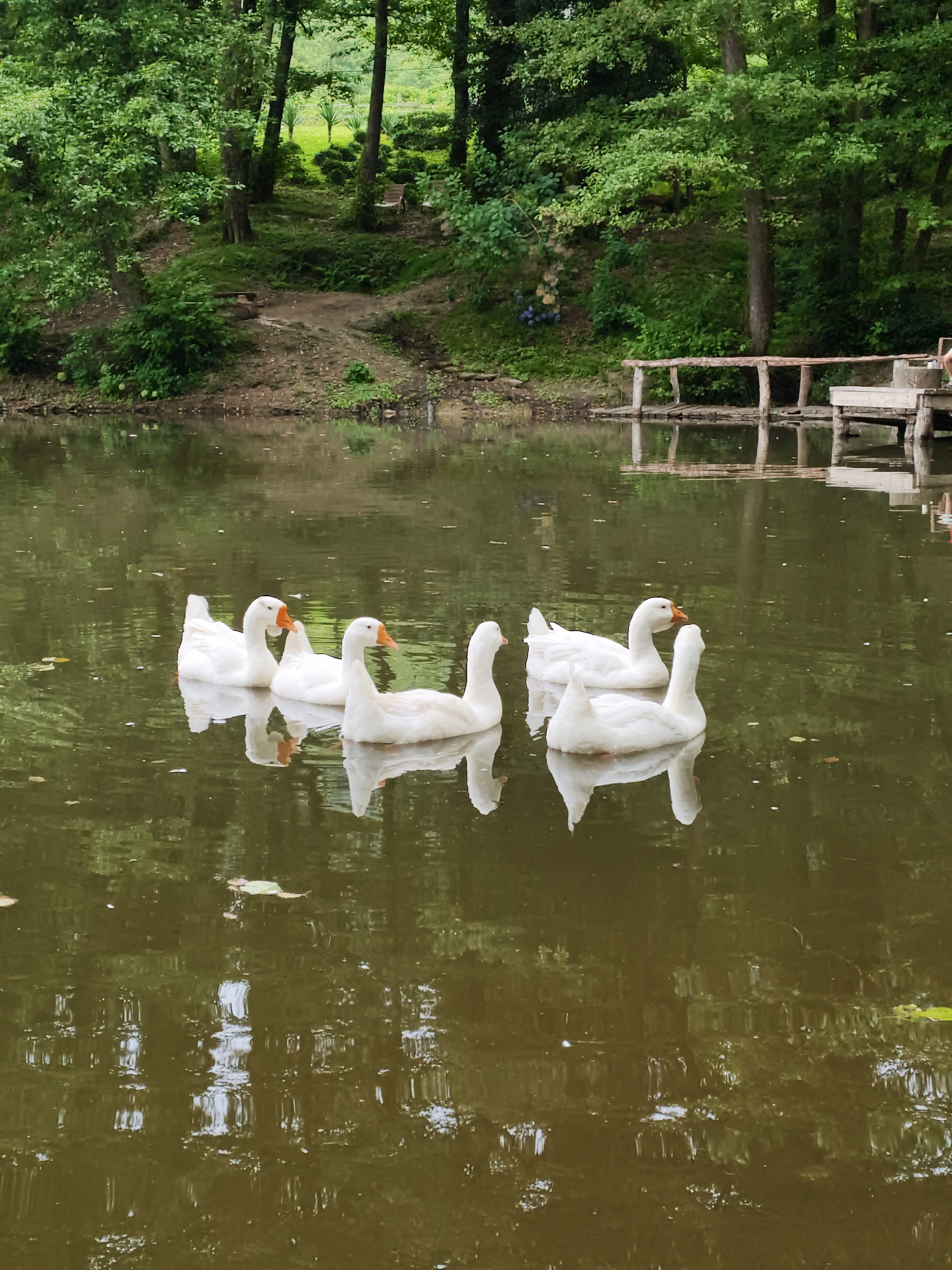 Six white geese are swimming in a murky body of water. The geese are facing various directions, with two of them looking towards the viewer. The water is calm, with reflections of the surrounding trees visible on the surface. In the background, a lush green forest with tall trees and dense foliage lines the bank of the water. There is a wooden dock with a rustic railing partially visible on the right side of the image. The overall scene depicts a tranquil natural environment.