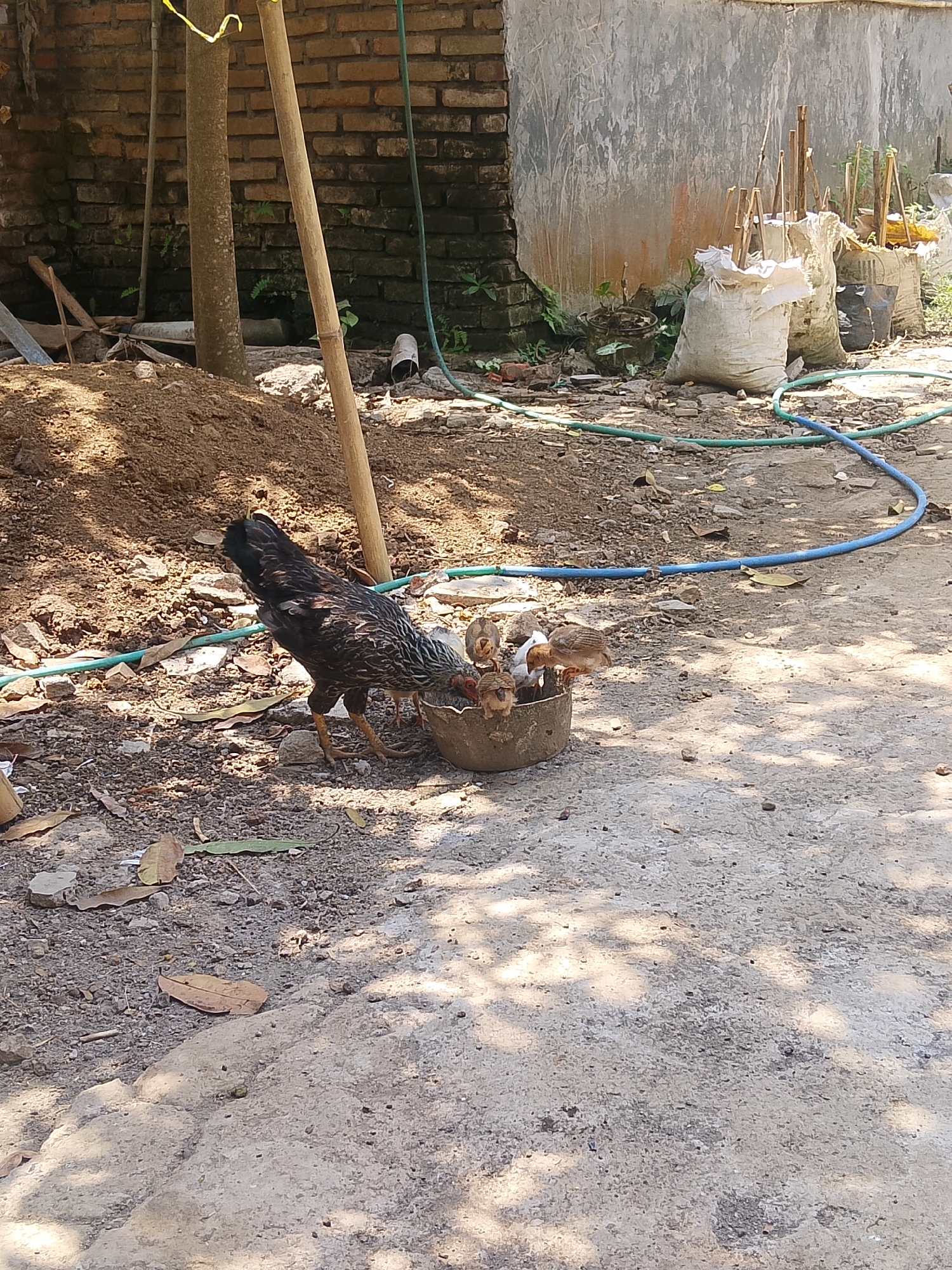 A hen and several chicks are gathered around a shallow, circular container in a dusty, outdoor area. The hen, predominantly dark with speckled patterns, is bending its head towards the container. Several small, fluffy chicks, mostly brown and white, are also clustered around and inside the container, appearing to be eating. The container itself is a dark, weathered material. The ground is a mix of packed dirt, gravel, and some scattered dry leaves. In the background, there's a brick wall, some bamboo poles, and a concrete wall with several sacks stacked against it, some containing wooden stakes. A blue hose runs across the ground. The scene is lit by sunlight, casting dappled shadows from overhead foliage. The location is described as Unknown, Unknown.