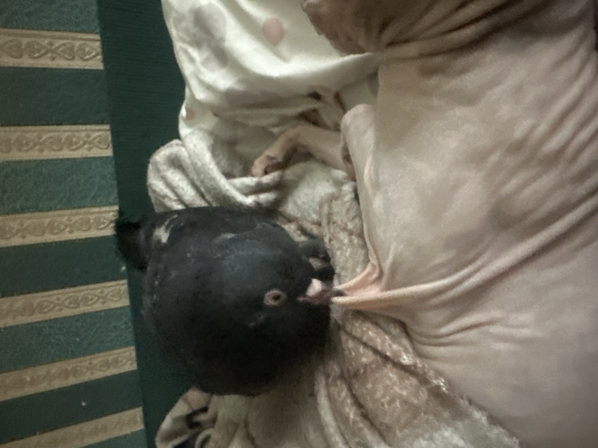 An overhead, close-up shot captures a pigeon with black and white plumage perched on a pink-skinned Sphynx cat. The cat is lying down, and the pigeon is nestled on its back, its head bowed. The pigeon appears to be nibbling at the cat's fur. The cat's skin is wrinkled and soft, with a few pinkish spots visible. The background features a striped green and gold wallpaper. There are no discernible features that place the image in Togliatti, Russia.