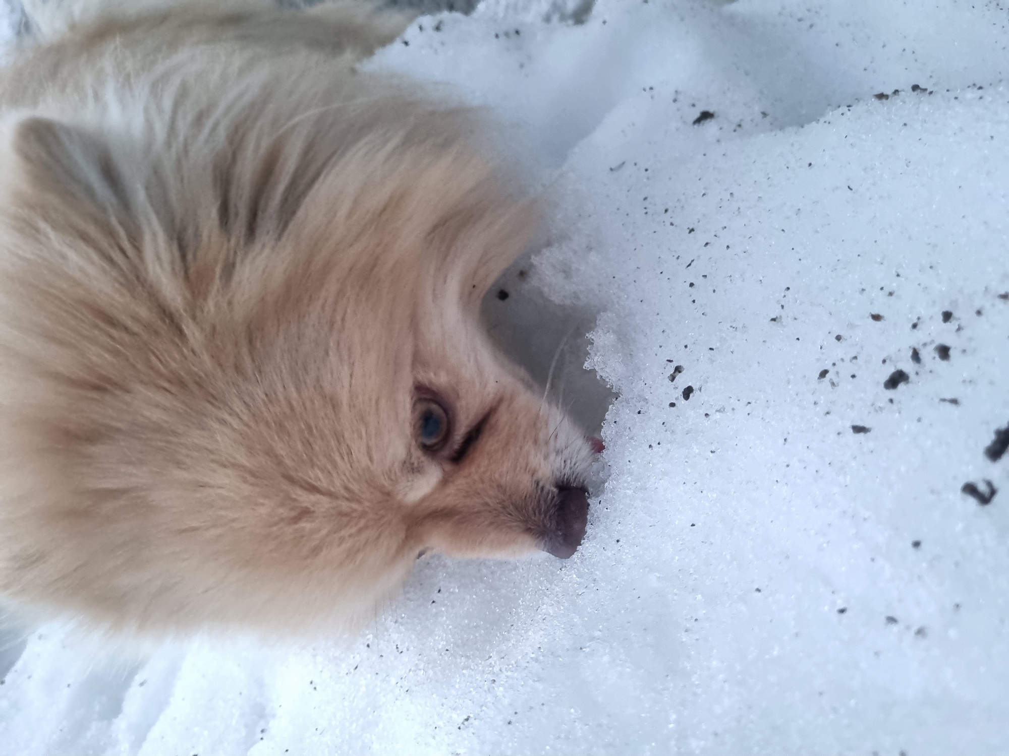 A close-up photograph shows a light brown Pomeranian dog lying in the snow. The dog's face is prominent, with one eye visible. The snow is granular and speckled with small, dark debris. The photograph was taken in Chaikovsky, Russia.