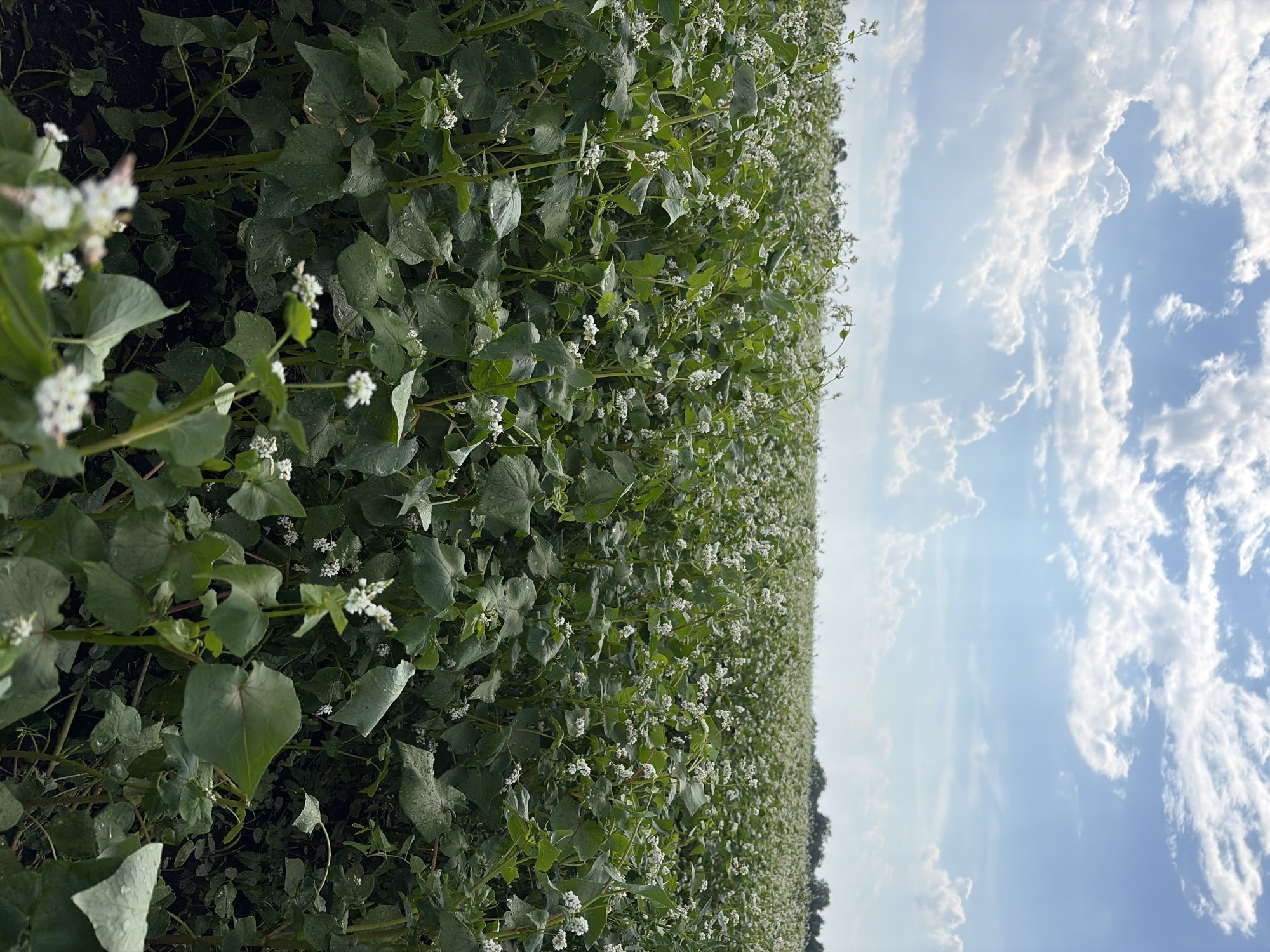 The image depicts a vast field of buckwheat plants in bloom, with numerous small white flowers dotting the lush green foliage. The field stretches towards the horizon, where a line of trees is visible under a bright, partly cloudy sky. The foreground is filled with the dense growth of the buckwheat plants, some of which have water droplets on their leaves, suggesting recent rain or dew. There are no people or animals visible in the image. The scene is set in Nalobikha, Russia, a rural area characterized by agricultural landscapes.