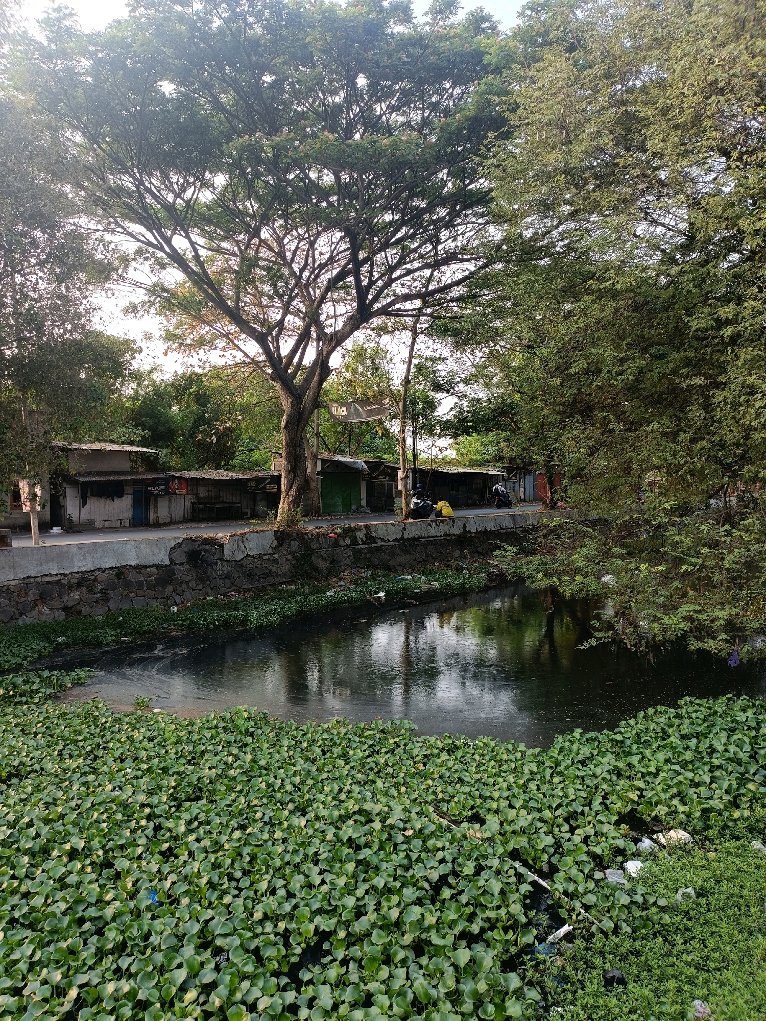The image depicts a canal in Semarang, Indonesia, lined with a stone embankment and overgrown with water hyacinths. On the opposite bank, there are small roadside stalls with corrugated metal roofs, and a road with a few parked motorcycles. A large tree with dense foliage dominates the upper portion of the image, casting shadows over the scene. The water in the canal appears murky, with some debris visible, and the surrounding environment suggests an urban setting with signs of informal commerce and potential environmental challenges.
