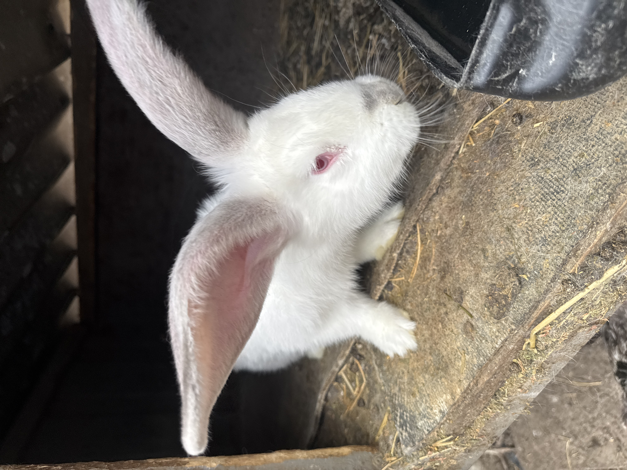 A white rabbit with pink eyes is partially visible within an enclosure, potentially a cage or hutch, located in Sarnevo, Bulgaria. The rabbit's head and upper body are visible, extending upwards and slightly to the right. One ear is upright and the other is drooping down. The enclosure appears to be constructed of weathered wood and wire mesh. Some hay or straw is scattered within the enclosure. A portion of a dark-colored object is visible in the upper right, possibly a feeder or water container. The lighting suggests an outdoor or semi-outdoor setting.