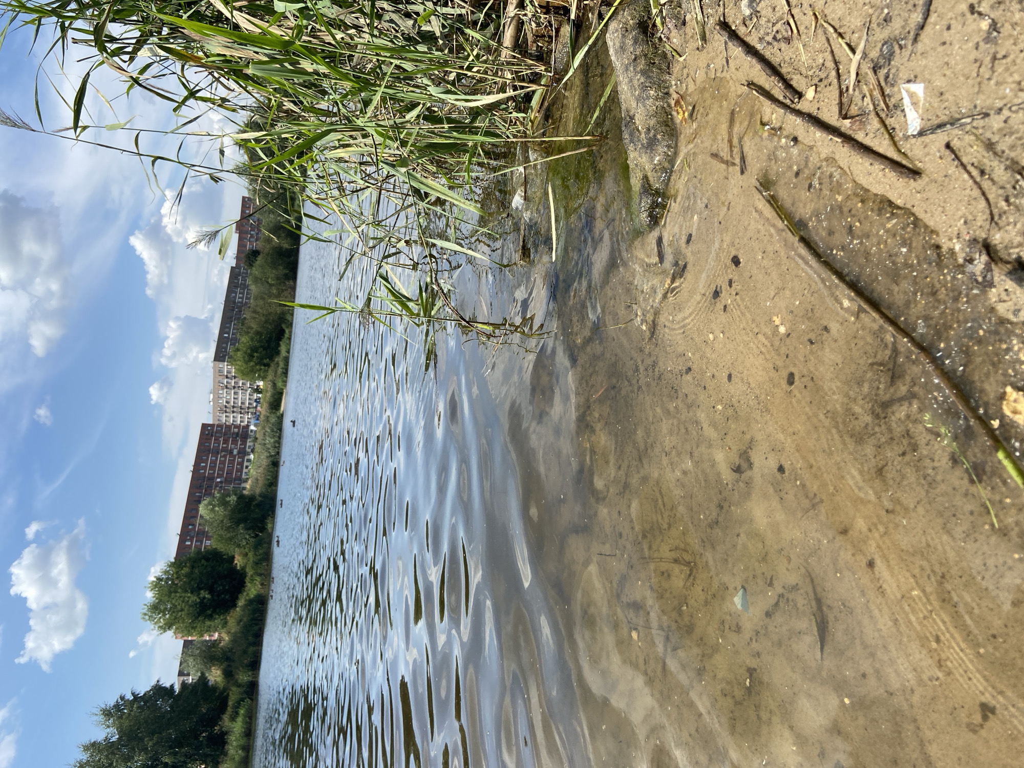 The image depicts a body of water, likely a river or lake, with a sandy bottom visible through the clear water in the foreground. Reeds and tall grass grow along the right bank. In the background, several modern apartment buildings are situated on the opposite bank, surrounded by trees. The sky is partly cloudy. There are no people visible in the image. The scene appears to be a natural setting within an urban environment. The location is identified as Balashikha, Russia.