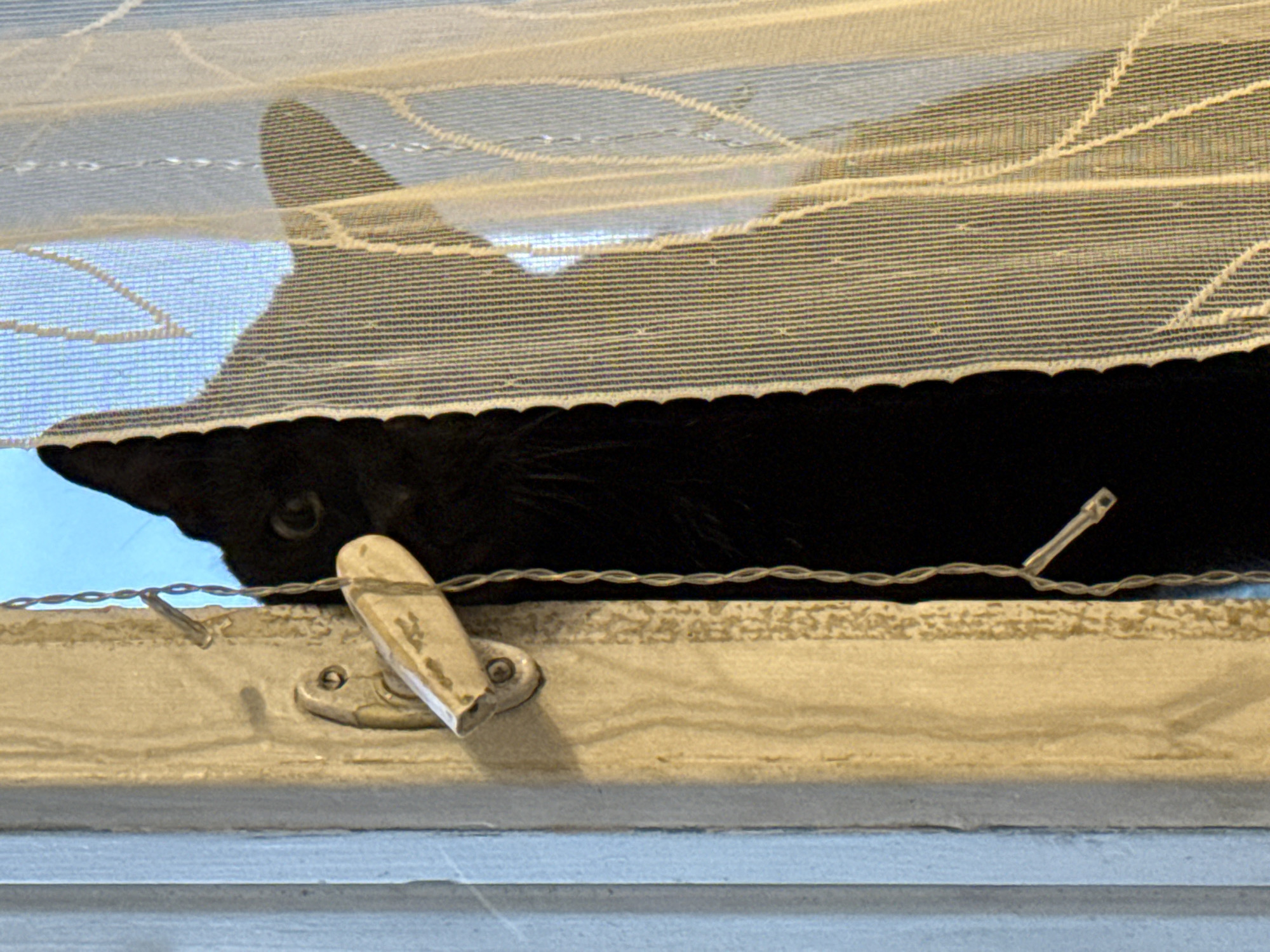 A black cat peeks out from behind a sheer white curtain with a floral pattern. The cat's head and one eye are visible, looking out from the dark interior of a room. The curtain is partially covering blinds, creating horizontal lines of light and shadow. Below the curtain, a wooden window frame is visible, with a simple latch mechanism and a thin wire running across it. The wire has small, reflective elements attached, possibly decorative lights. The light filtering through the curtain suggests daytime, and the overall scene feels intimate and domestic, with the cat exhibiting curiosity or playful mischief.