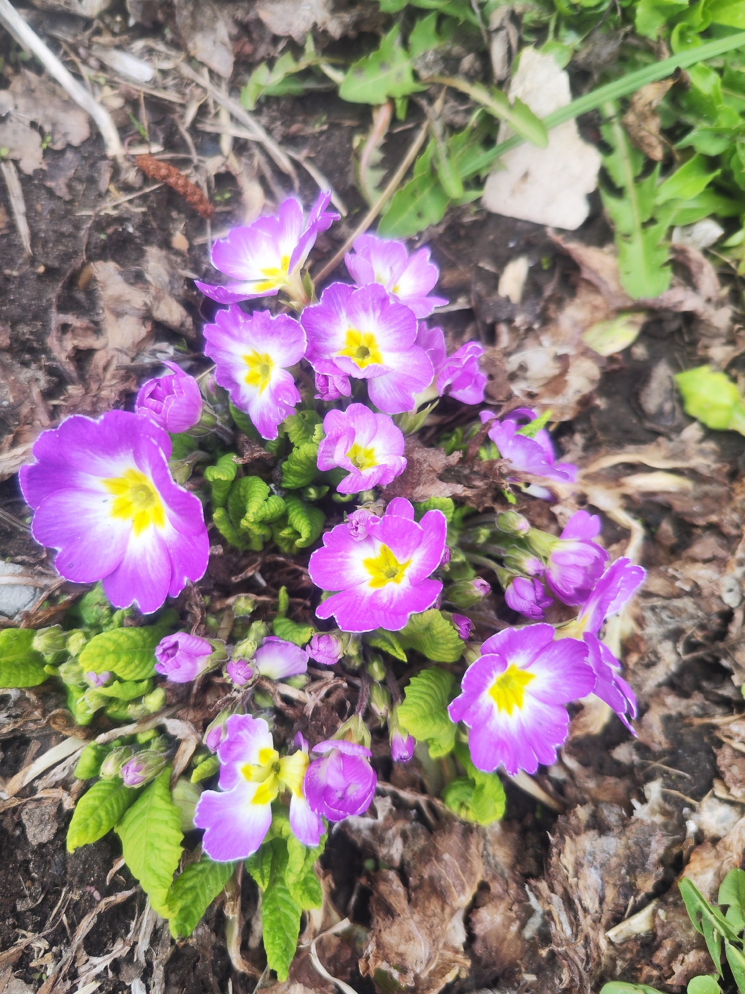 The image shows a cluster of purple and white primrose flowers growing in a garden in Chaikovsky, Russia. The flowers have a yellow center. The soil around the flowers is dark and covered with dead leaves and grass. Some green plants are also visible.