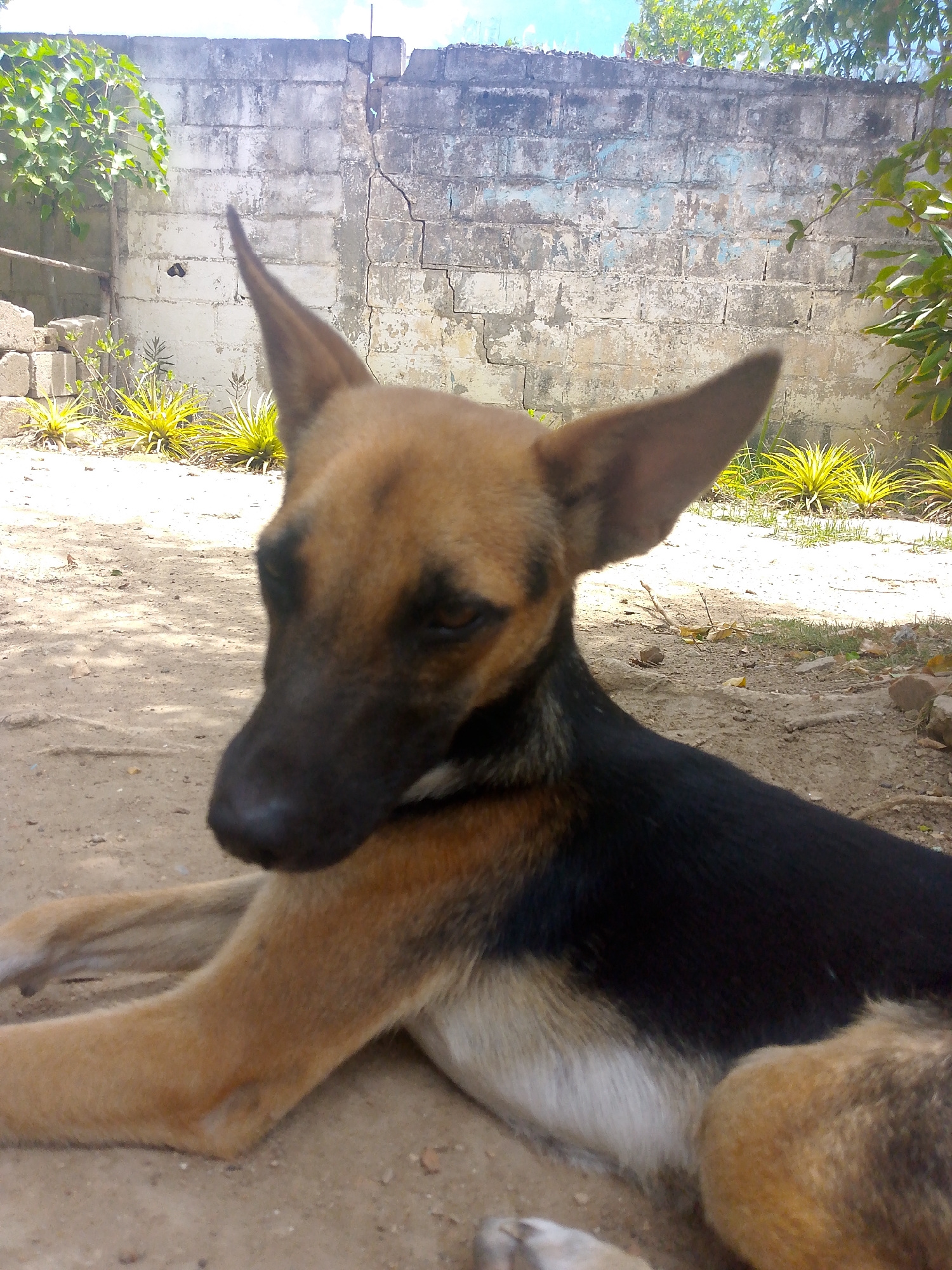 A medium shot captures a tan and black dog lying in dirt or sand. The dog is resting with its front legs extended, looking slightly left of the frame. The background features a weathered, light-colored brick or cinder block wall. Patches of green vegetation and some yellow, spiky plants are visible near the wall. The location is Juan Griego, Venezuela.