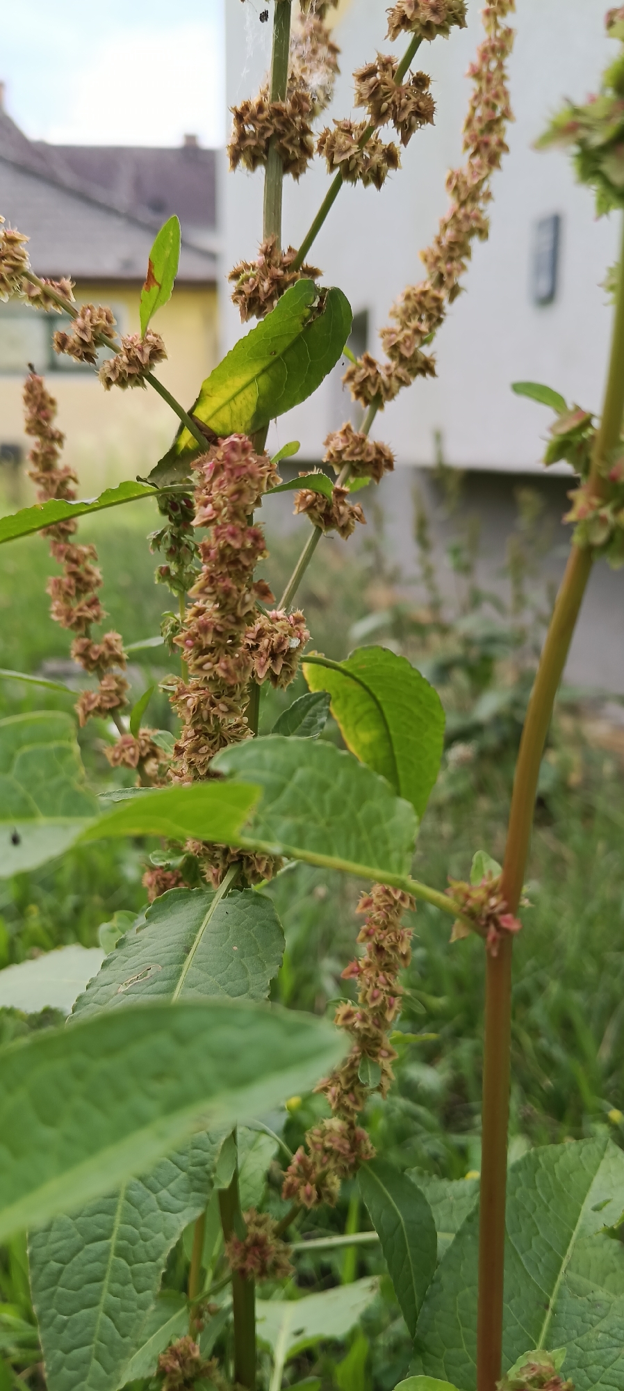 This close-up media file captures a plant with feathery seed heads and broad green leaves in what appears to be an outdoor setting. The plant's stems are upright, with clusters of small, light brown seed structures arranged along their length. Some of the leaves show signs of browning or discoloration, suggesting they may be aging or affected by environmental factors.
In the background, there are hints of a suburban or residential environment. Out-of-focus buildings, one with a light-colored facade and a pitched roof, are visible, suggesting the plant is growing near a house or in a garden. The lighting appears to be natural daylight, possibly overcast given the diffused light on the plant and the soft details in the background. The overall scene conveys a sense of natural growth within a human-inhabited landscape. No people or text are visible in the media file. The location context is Wels, Austria.