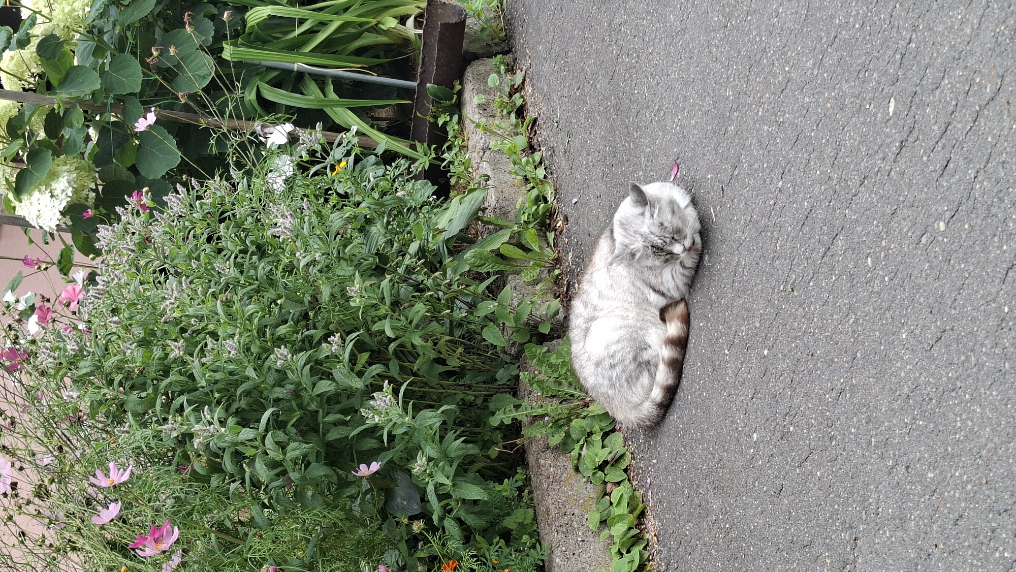 A medium-sized, gray and white tabby cat is curled up asleep on a paved surface next to a flower bed. The cat's eyes are closed, and its pink tongue is slightly visible. A few scattered flower petals lie near the cat. The flower bed contains various green plants, some with small pink and white flowers, and larger white hydrangea blooms. The background shows more greenery and a wooden pole. The scene appears to be outdoors in a residential area in Myadzyel, Belarus, likely a garden or yard.