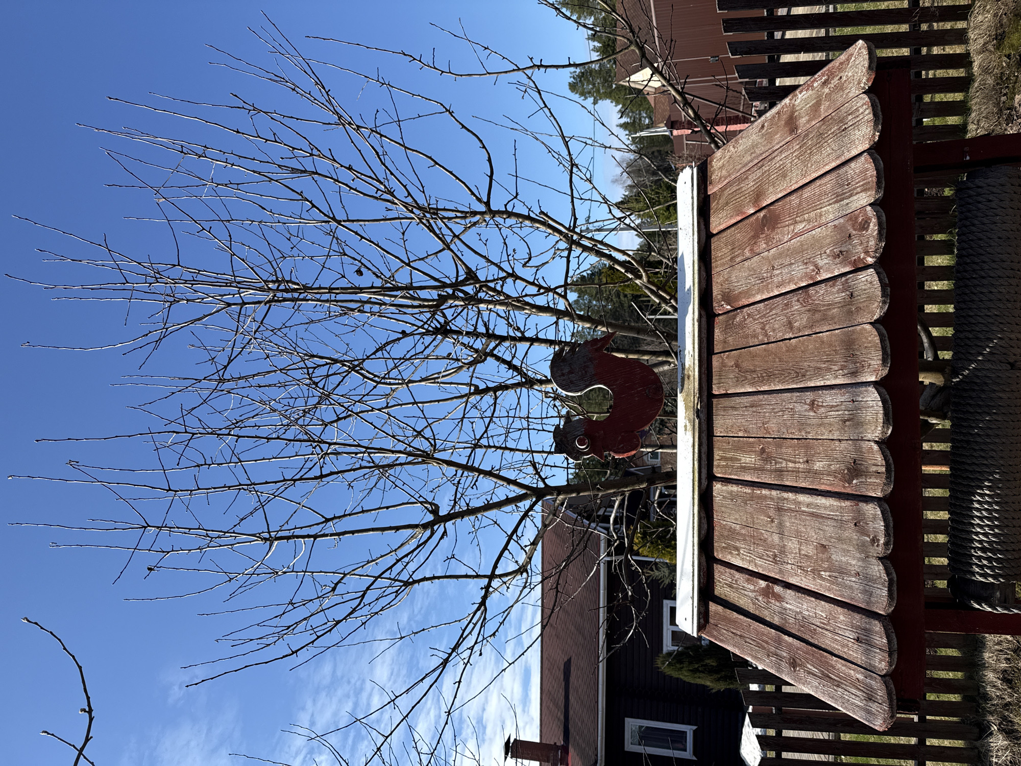 A clear blue sky is visible behind a leafless tree with thin branches. A weathered wooden structure with scalloped edges and a red trim is in the foreground. A red rooster-shaped ornament hangs from the tree near the structure. In the background, a two-story house with a dark roof and visible windows can be seen. A wooden fence and other vegetation are also present. The location is likely a residential area in Адам, Russia, based on the presence of houses and fences.