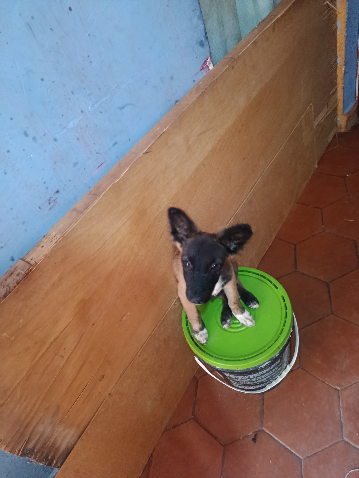 A medium shot captures a puppy perched on a green paint bucket. The dog has black fur on its head and ears, with tan fur on its body and white markings on its paws. The paint bucket sits on a red-brown hexagonal tiled floor. Adjacent to the bucket is a light-brown wooden board. A faded blue wall can be seen in the background. The location is in Juan Griego, Venezuela.