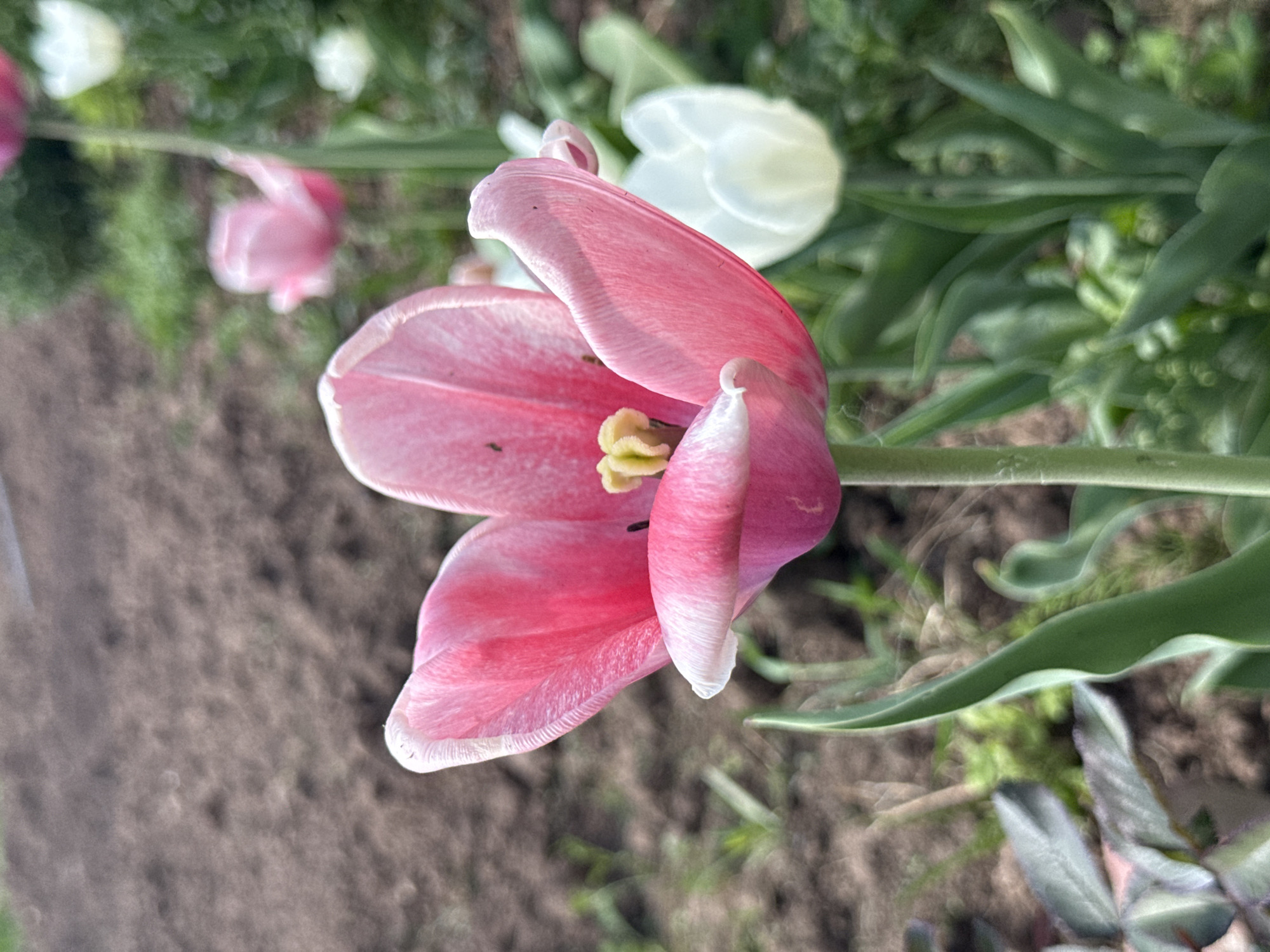 A close-up, slightly angled, full shot of a pink tulip with white edges in bloom. The tulip has open petals, revealing a yellow pistil. The stem and several green leaves are visible. The background includes soil, grass, and other out-of-focus white and pink flowers. The image does not contain any details that would place it in Izhevsk, Russia.
