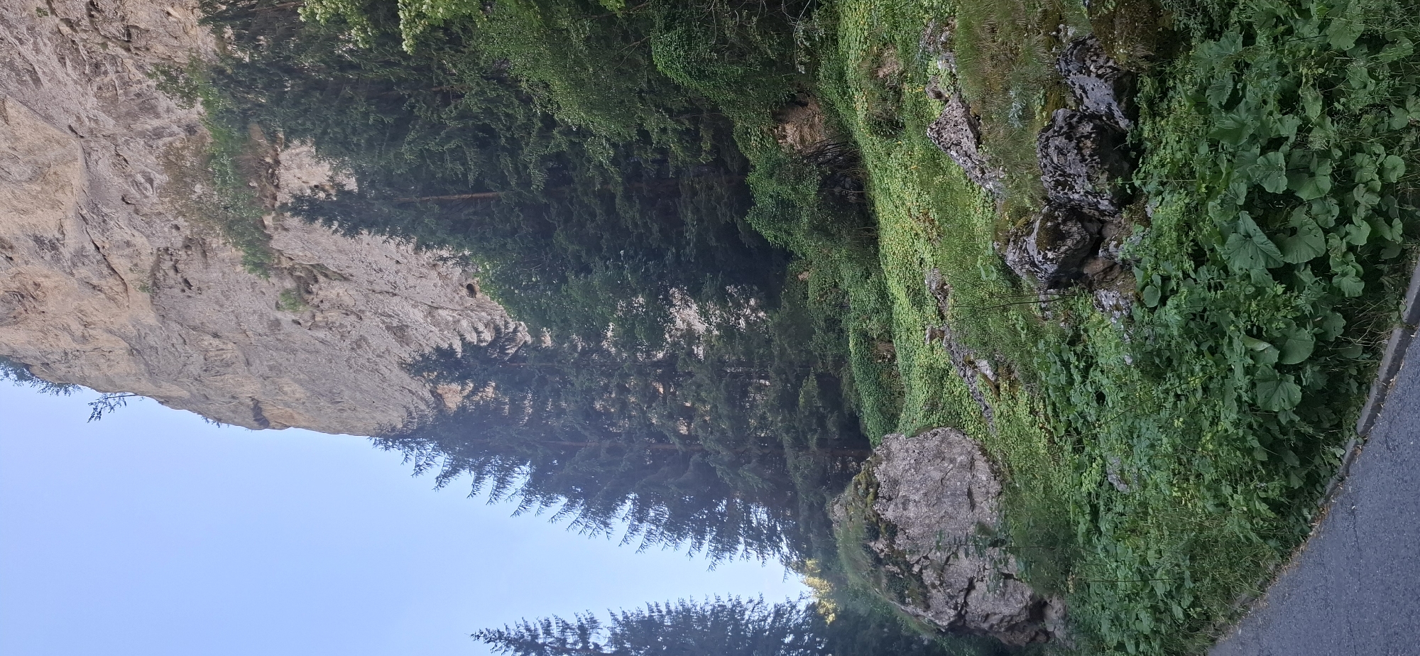 The image depicts a natural landscape in Trigrad, Bulgaria, characterized by a towering, light-colored rock face that dominates the upper portion of the frame. The cliff exhibits rugged textures and several small indentations, suggesting erosion. A clear blue sky forms the backdrop to the cliff.
Beneath the cliff, a dense forest of evergreen trees, primarily firs, grows in a steep incline. The trees are dark green and create a stark contrast with the lighter rock. Scattered among the trees and on the slope are various rock formations of varying sizes, some covered in moss.
The foreground features a lush green undergrowth of broad-leafed plants and smaller vegetation, thriving on the forest floor. A grey asphalt road is visible in the bottom left corner, bordered by a concrete curb, indicating human presence and infrastructure in the natural setting. The overall scene conveys a sense of a wild, mountainous environment with signs of a nearby path or road. There are no people or animals present in the image.