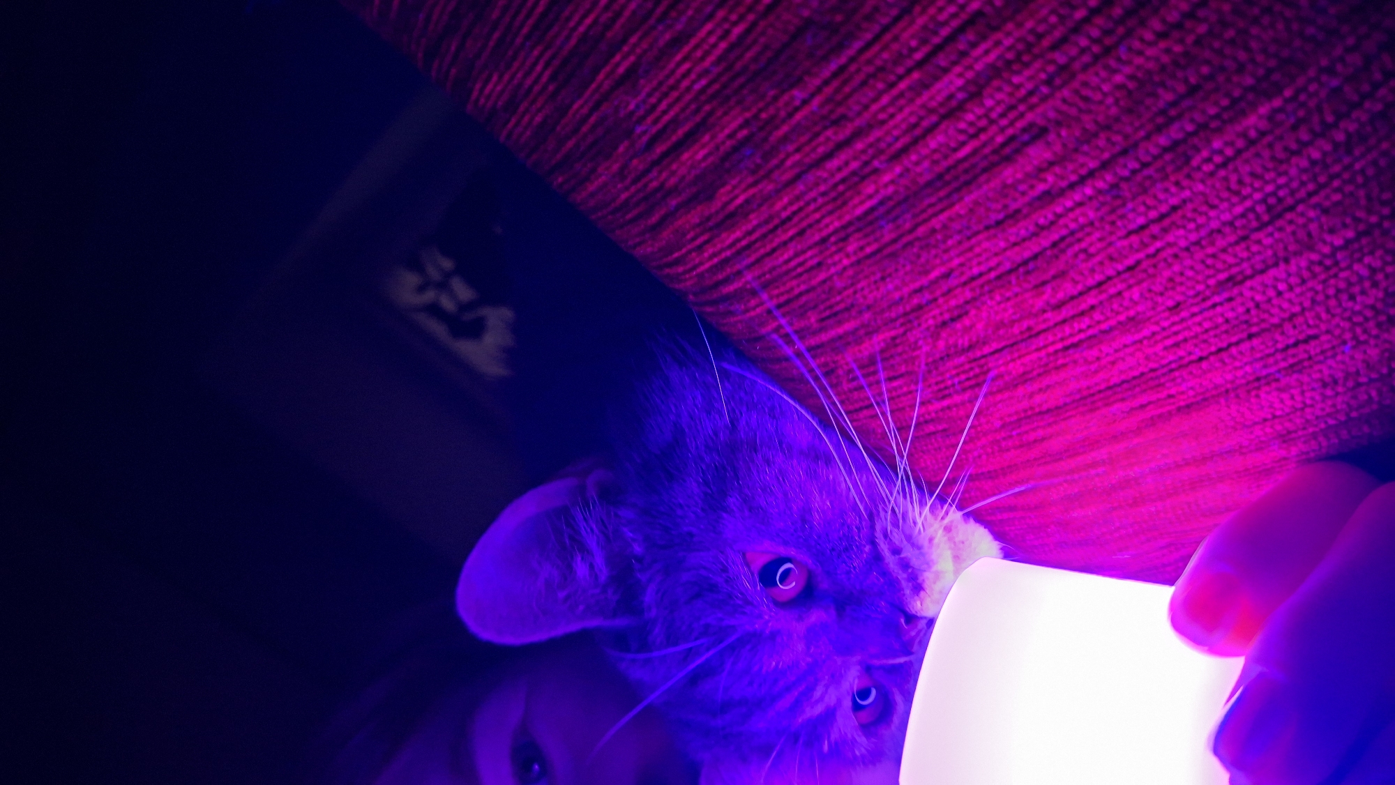 A low-angle shot under purple light reveals a domestic cat with gray fur and yellow eyes, partially obscured by a bright, square light source held by a hand in the lower right. The cat's whiskers are visible. Above the cat is a red woven fabric, likely part of furniture. In the lower left, a human face with eyes open is partially visible. The overall setting appears to be indoors, illuminated by the purple light. No information regarding Chaikovsky, Russia can be determined from the image.