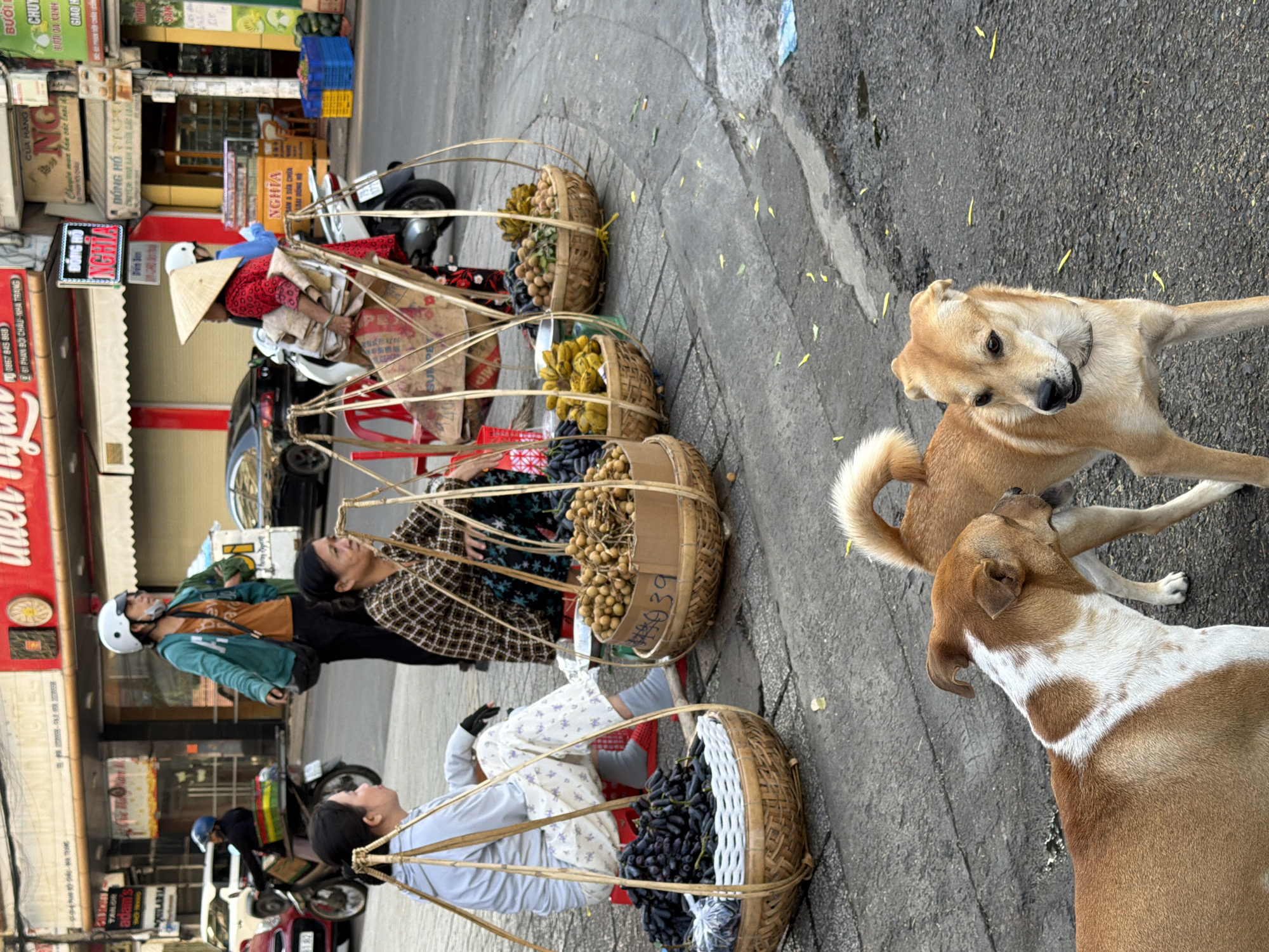 The image depicts a street scene in Nha Trang, Vietnam, likely in an urban area characterized by shops and pedestrian activity. In the foreground, two dogs are the primary subjects. One dog, predominantly brown with white markings on its chest and back, is facing left and looking away from the camera. The second dog, lighter brown, is standing to the right of the first and is also facing away, with its tail raised.
Behind the dogs, several individuals are engaged in commerce. Two women are seated on low stools, tending to baskets of fruit. The woman on the left, wearing a light blue top and patterned pants, has a large basket of dark grapes in front of her. The woman to her right, dressed in a checkered shirt, is positioned next to a basket filled with small, yellowish-brown fruits. A third person, wearing a conical hat and a red garment, is standing and carrying a yoked basket, suggesting they are also a vendor. Further in the background, other individuals and vehicles, including motorcycles and cars, are visible, contributing to the bustling street atmosphere. The environment includes paved ground, storefronts, and overhead wiring, indicative of a commercial district.