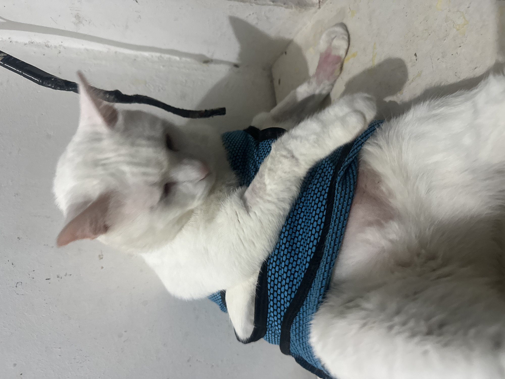 A white cat wearing a blue harness is lying down in an indoor environment. The location is North Jakarta, Indonesia.