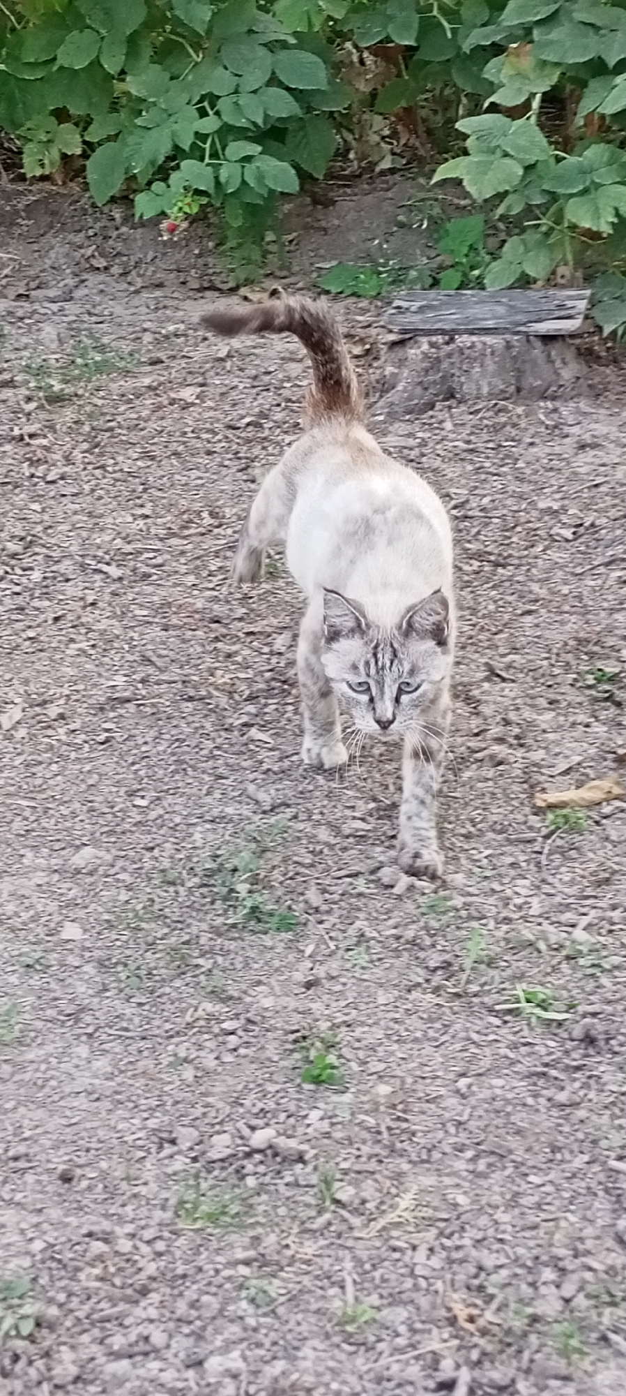 A light-colored cat with tabby markings is walking towards the camera on a gravel path. The cat is in the foreground, and the background consists of green foliage and some wooden debris. The cat's tail is raised and curved, and its eyes are visible and appear blue. The scene is outdoors, with the ground covered in small stones and scattered green plants. The lighting suggests it is daytime. The location is Sokuluk, Kyrgyzstan.