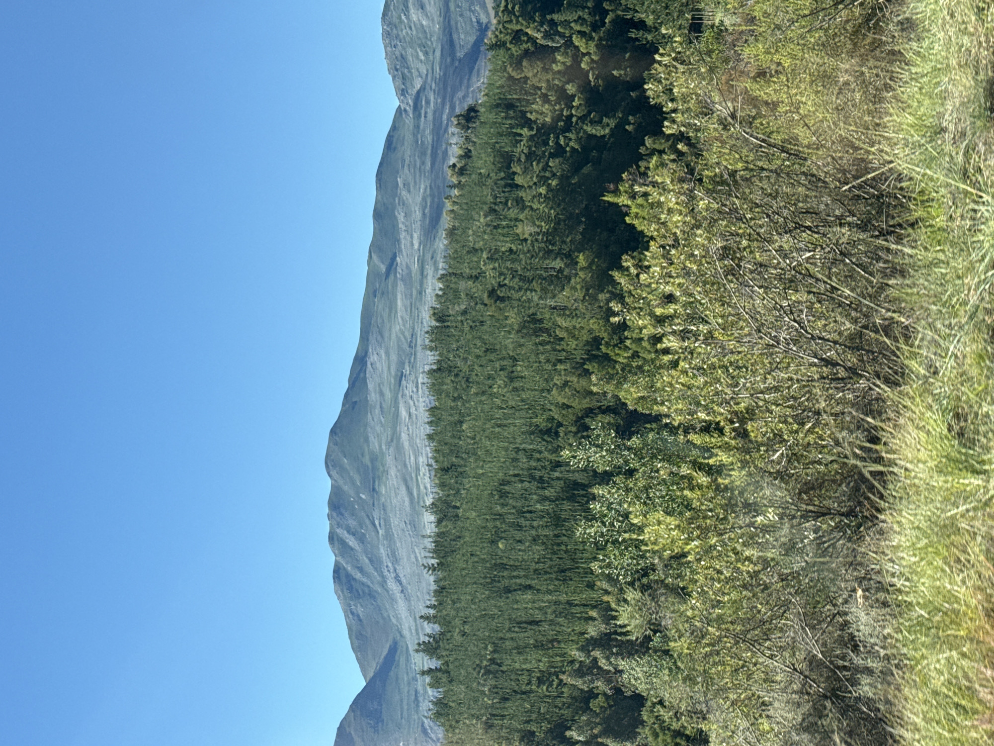 This image captures a vast natural landscape in Theewaterskloof Nu, South Africa, featuring mountains, forests, and foreground vegetation under a bright, clear blue sky.
In the background, a long, rugged mountain range stretches horizontally across the frame, displaying grey-green, rocky slopes that appear weathered and ancient. Immediately in front of the mountains, a dense forest forms a dark green band across the mid-ground. The trees in this forest appear tall and uniform, likely coniferous, creating a stark line between the mountainous terrain and the foreground elements.
The foreground, especially towards the right side, is filled with varied vegetation. This includes lighter green bushes with visible branches and foliage, as well as taller, wilder grass and reeds with a golden-green hue, suggesting an uncultivated area. The upper portion of the image is dominated by a clear, vibrant blue sky, devoid of clouds.
No human activity or specific event is taking place; the scene is a static depiction of nature. The bright and even illumination, combined with the clear sky, indicates it is daytime, likely mid-morning to early afternoon, with the sun high overhead. The weather appears sunny and pleasant. The scene evokes a sense of natural grandeur and tranquility. No text is visible in the image.