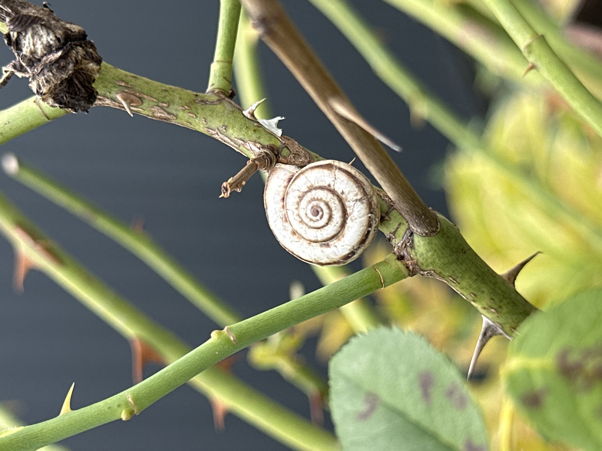 In Yessentuki, Russia, a close-up, eye-level shot captures a small snail with a white, spiraled shell clinging to a thorny green branch. The branch, part of a rose bush, is covered in sharp thorns. Behind the branch, the background is a blurred, dark gray, suggesting an outdoor setting. The lighting appears natural, highlighting the textures of the snail's shell and the branch.