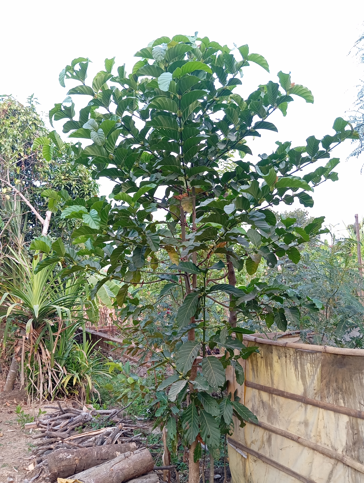 This image depicts an outdoor scene in the city of Sudikampiran, Indonesia. The central focus is a medium-sized tree with lush green leaves and a visible trunk. The tree is positioned in the foreground, with its branches reaching towards the top of the frame. To the left of the tree, there are other plants and vegetation, including what appears to be a palm-like plant and a pile of cut logs and branches on the ground. In the background, a light-colored, somewhat weathered fence or wall made of fabric and bamboo poles runs horizontally across the frame. Beyond the fence, more trees and foliage are visible, suggesting a natural or semi-rural environment. The sky is bright and mostly obscured by the tree's canopy, indicating daylight. There are no people or animals present in the image.
