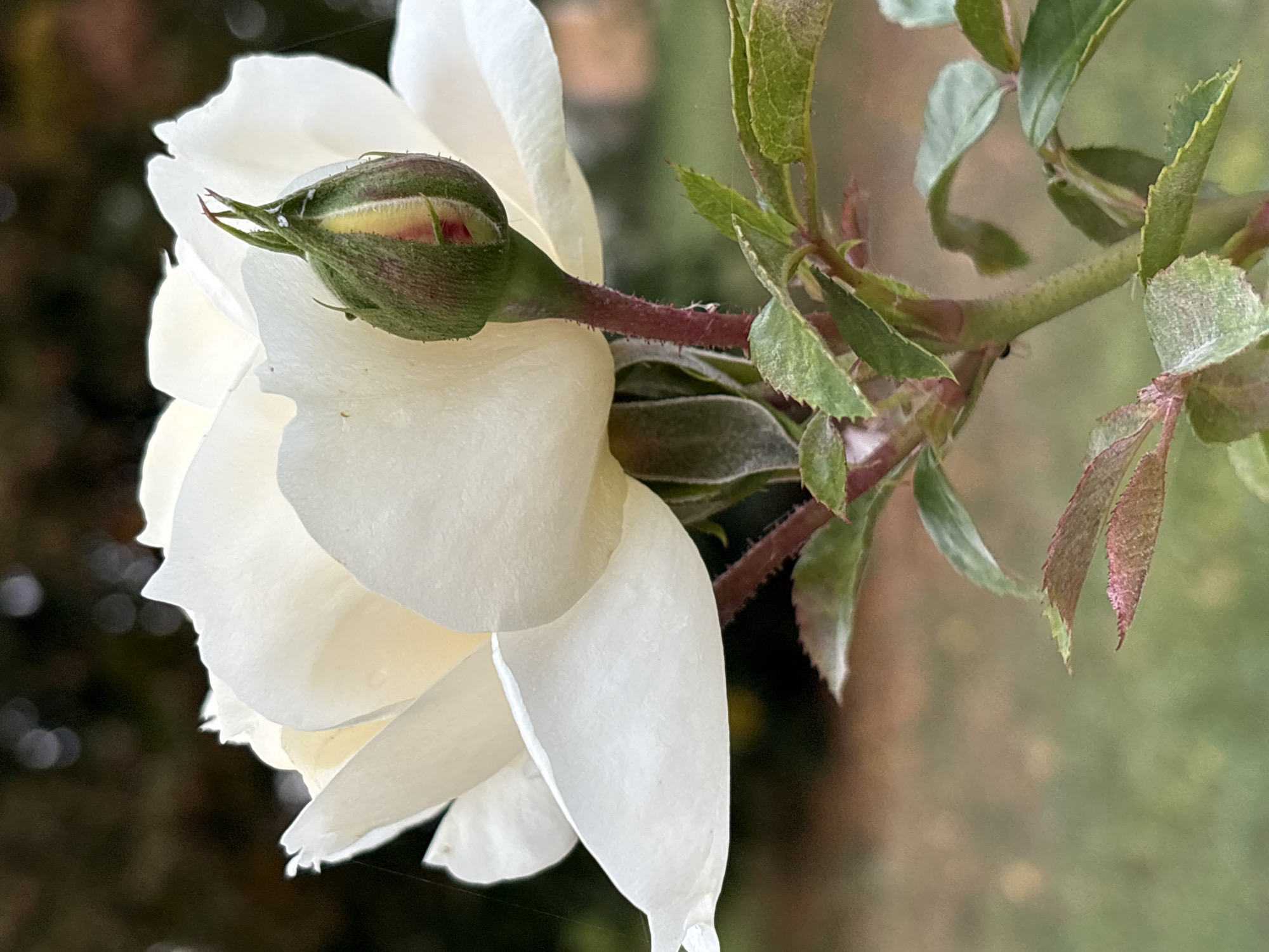 A close-up, eye-level, outdoor photograph captures a white rose in bloom with a single bud. The rose's petals are fully open, displaying a creamy white hue, while the bud, situated to the right of the bloom, is still closed and exhibits green outer layers with hints of pink and yellow peeking through at its tip. The rose's stem is a deep reddish-brown, covered in fine hairs, and supports several green leaves, some of which have reddish edges. The background is softly blurred, showing a dappled mix of dark green foliage and lighter brown and green areas, suggesting an autumn garden setting. There is a delicate strand of spiderweb visible on the left side of the rose petal. The image is sharp and well-lit, emphasizing the textures and colors of the rose and its surrounding plant. No people are present in the image. The scene is an outdoor garden space, and the specific location within the city of Bobrov, Russia cannot be determined from the image alone.