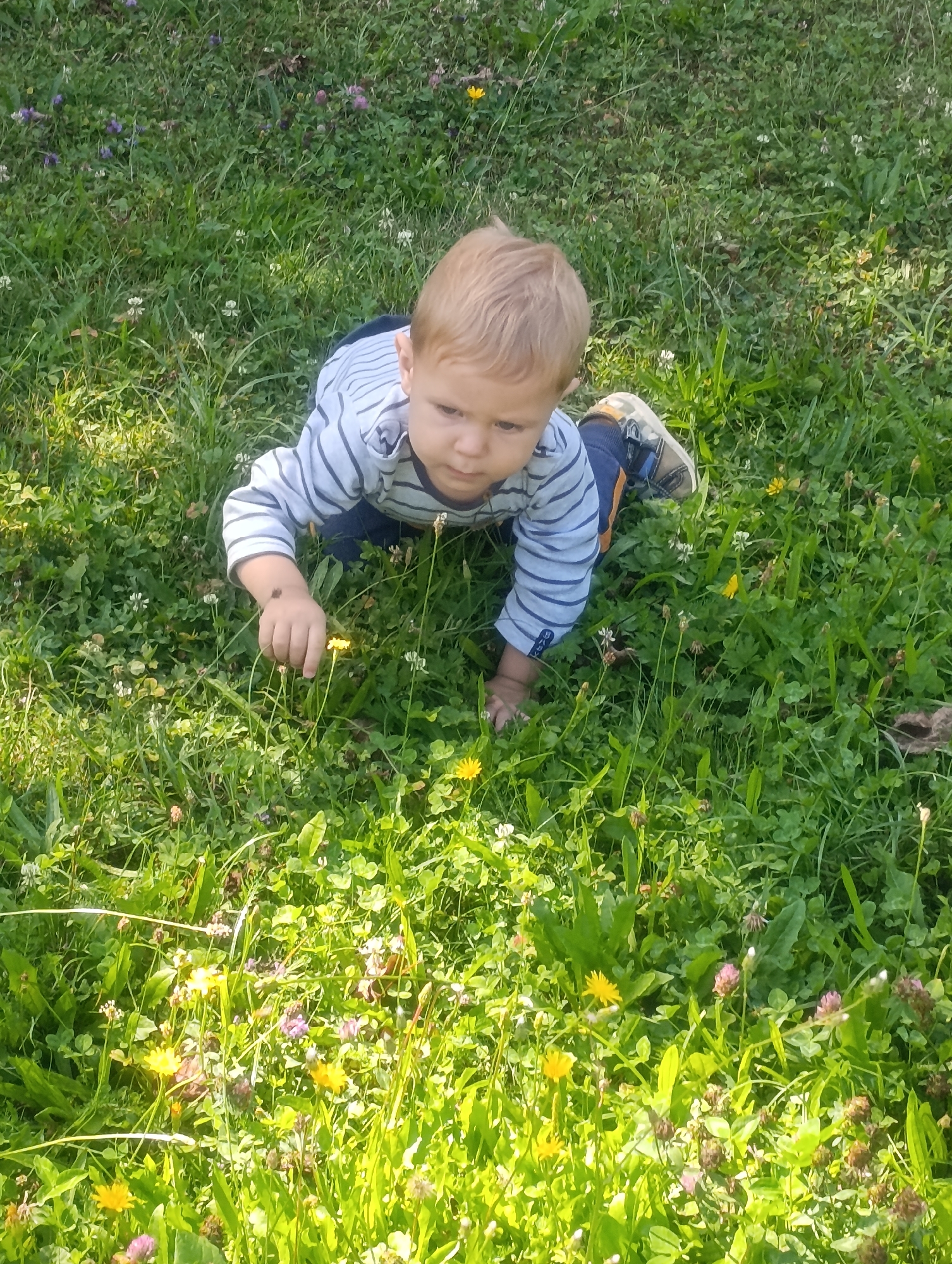 An overhead, eye-level shot captures a toddler crawling on a grassy area dotted with small yellow and purple flowers. The toddler, with blond hair and wearing a blue and white striped long-sleeved shirt, blue pants, and shoes, is focused on something in the grass. Their right hand is extended, reaching towards a small yellow flower. The ground is covered in lush green grass, clover, and various wildflowers, suggesting an outdoor environment such as a park or a garden in Luhačovice, Czechia. The lighting indicates it is daytime, with sunlight casting shadows and highlighting patches of the grass.