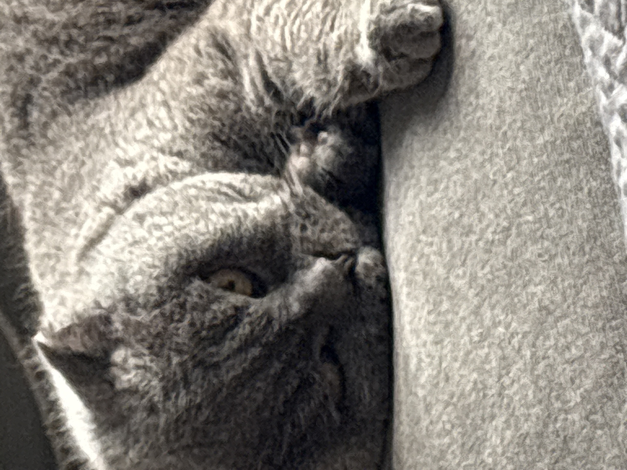 A gray cat with green eyes is sleeping on a gray textured surface. The cat's fur is dense and soft. The cat is lying on its side, with its head resting on its paws. The cat's eyes are closed, and its body is relaxed. The background is out of focus, but appears to be a continuation of the gray textured surface. There are no people or other animals in the image. The scene is calm and peaceful. It is not possible to determine the location in the city of Ufa, Russia from the provided image.