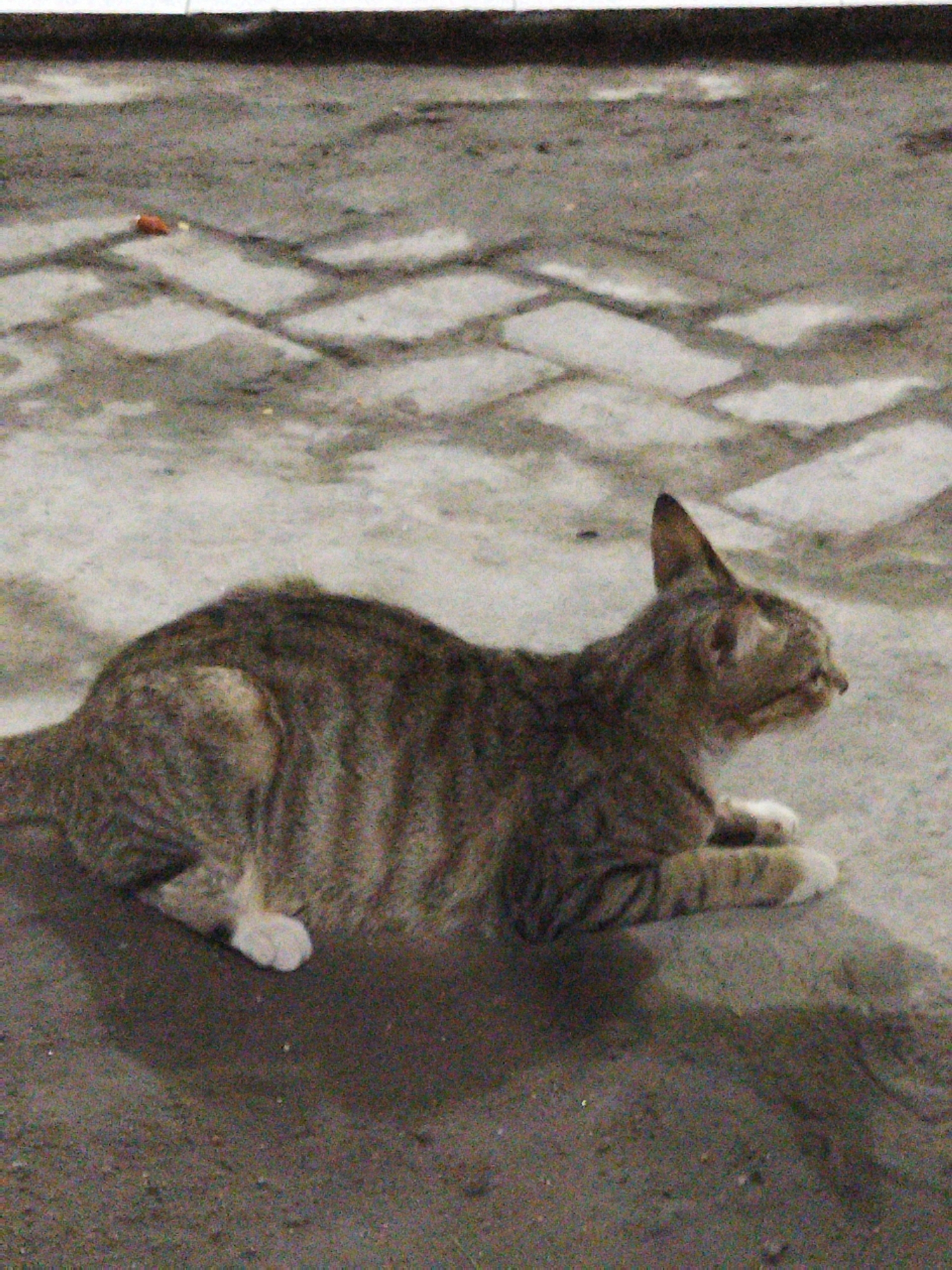 A tabby cat is lying on a paved surface with a brick pattern, possibly in the city of Kosambi, Indonesia. The cat is facing to the right, with its body angled slightly towards the viewer. Its fur is a mix of brown, gray, and black stripes, and it has white paws. The background is dark and out of focus, suggesting it might be nighttime or a dimly lit area. The paved surface shows a distinct pattern of rectangular bricks laid in a herringbone or basketweave style. There are some small, indistinct objects on the pavement in the upper left quadrant of the image, and faint shadows are cast on the ground. The overall impression is a quiet, still moment captured outdoors.