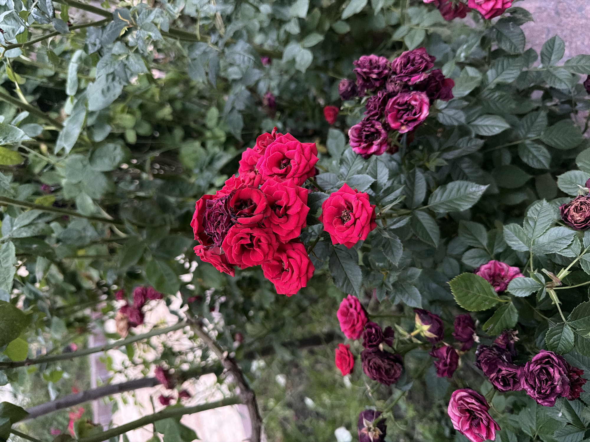 The image displays a cluster of red roses in the foreground, with some buds and wilted roses of a darker red and purple hue scattered throughout. The roses are surrounded by lush green foliage. In the background, a blurred view of what appears to be a light-colored path or ground is visible, along with the branches of a tree. The overall setting suggests an outdoor garden or park area. No people or animals are present in the scene. The lighting indicates it is daytime, possibly overcast due to the soft diffusion of light.