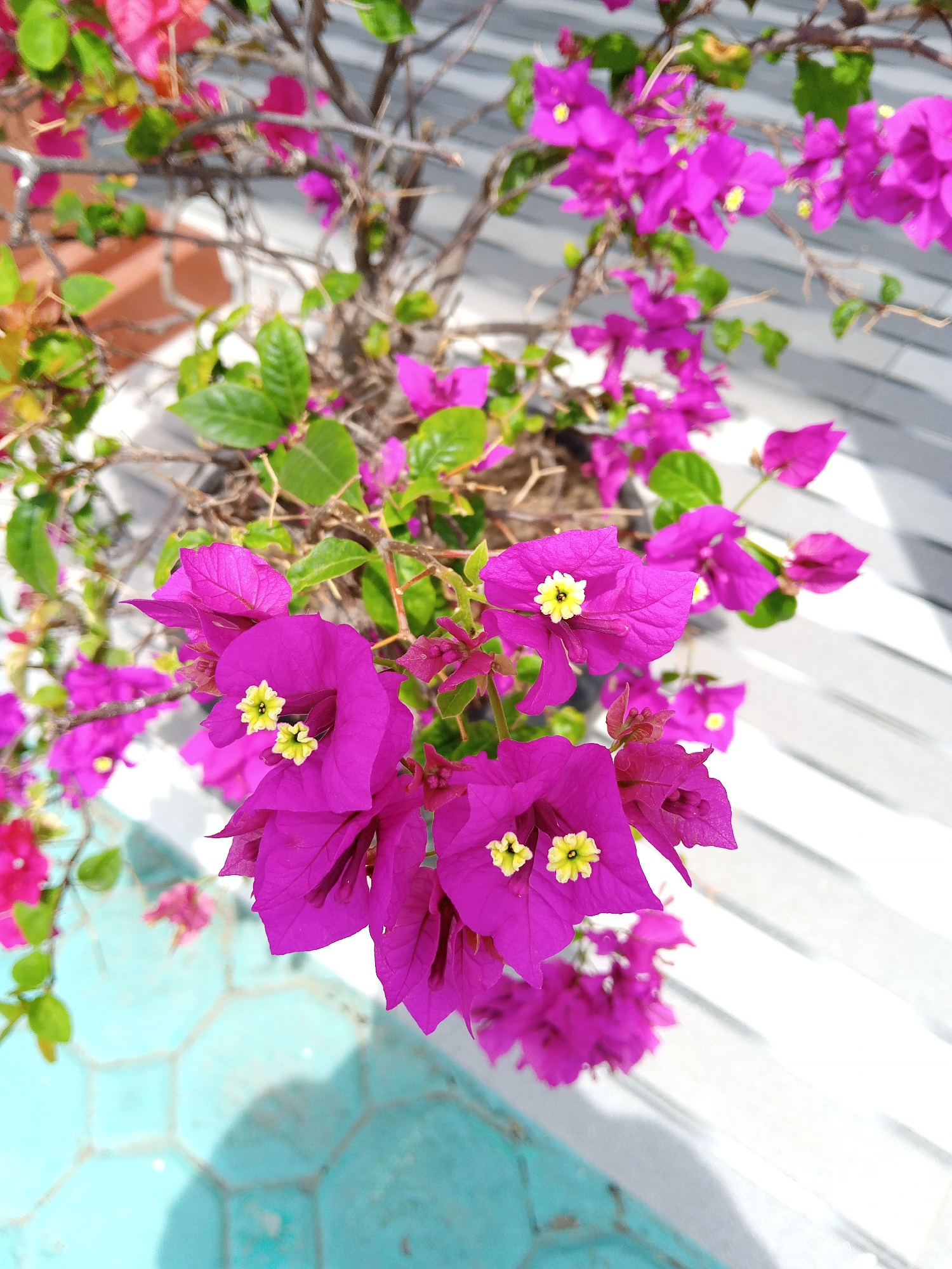The image shows a bougainvillea plant with bright purple flowers and small yellow centers, situated on a teal-colored, patterned tile surface, with some white, wooden planks visible in the background. The plant has green leaves and some branches that appear dry. Based on the prompt, this scene is located in Bireuen, Indonesia.