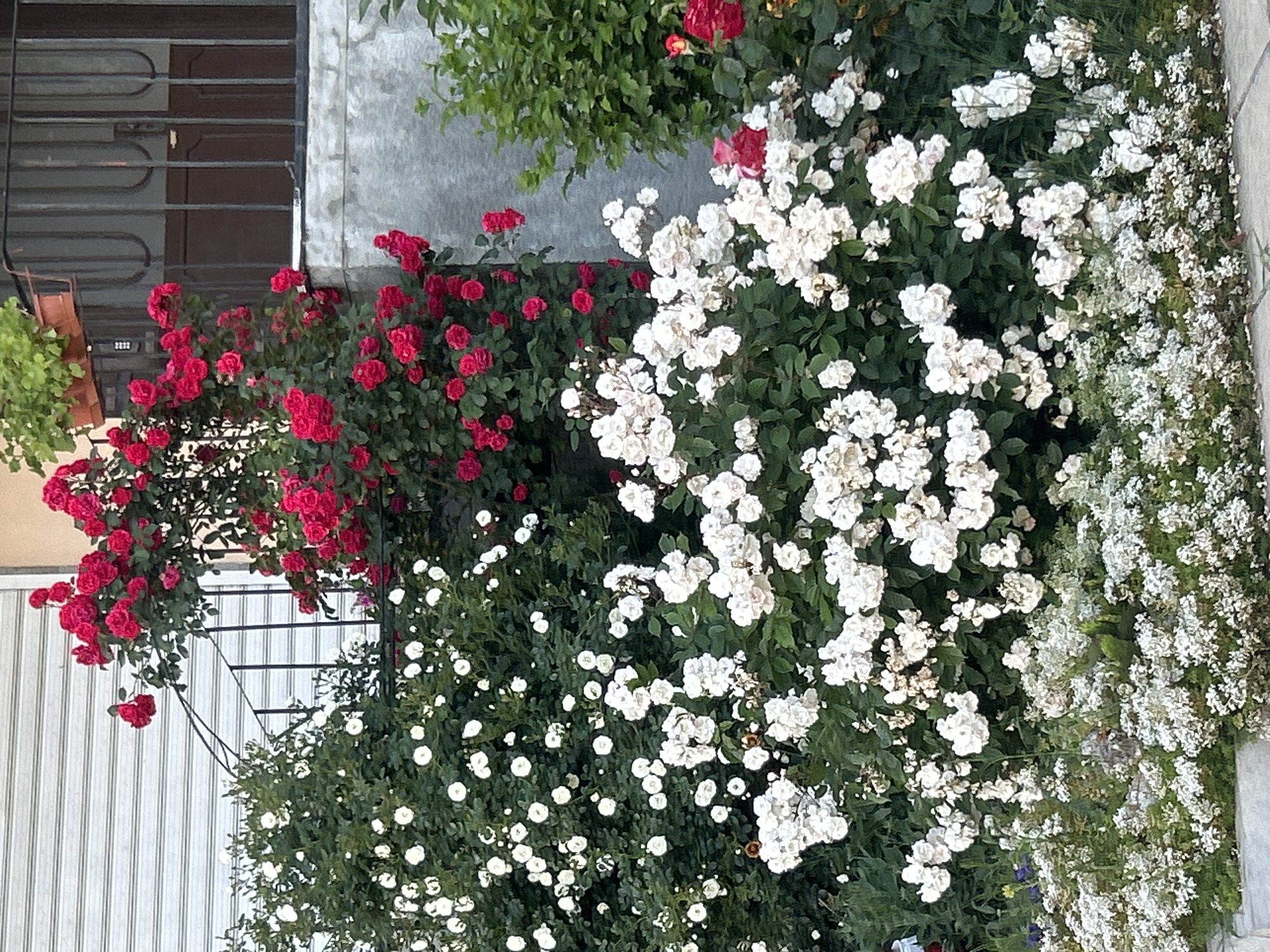 The image depicts a building facade adorned with flowering plants, possibly located in an urban setting of Unknown, Unknown. The structure's facade is partially visible, with a barred window on the left and a section of textured wall. Climbing red roses are trained to grow along the bars of the window, extending along the wall. Adjacent to the red roses is a bush of white flowers. The foliage creates a dense, green backdrop, with a variety of white and red flowers blooming. The overall composition suggests a cultivated garden.