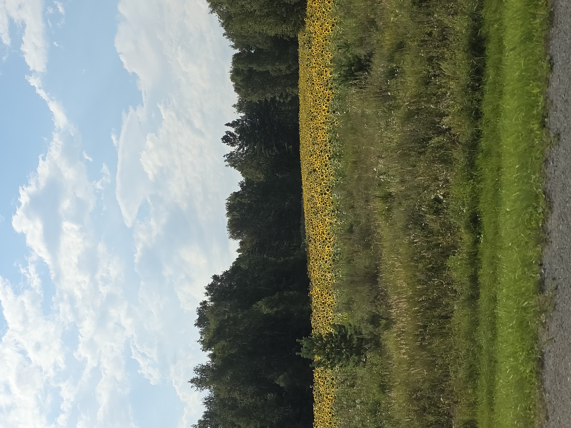 A wide-angle, eye-level outdoor photograph depicts a vast field of blooming sunflowers in Yemanzhelinsk, Russia. The sunflowers, with their bright yellow petals and dark centers, stretch across the midground of the image, forming a dense carpet of color. Behind the sunflower field, a dense line of dark green trees forms a natural border, with varied foliage suggesting a mix of deciduous and coniferous trees. The sky above is a bright blue, dotted with fluffy white clouds, indicating a sunny day. In the foreground, a strip of green grass transitions to a rough gravel or asphalt surface, suggesting the edge of a road or pathway. A small, young pine tree stands prominently in the left-center foreground, partially obscuring the view of the sunflower field. The scene is tranquil and showcases a natural landscape.