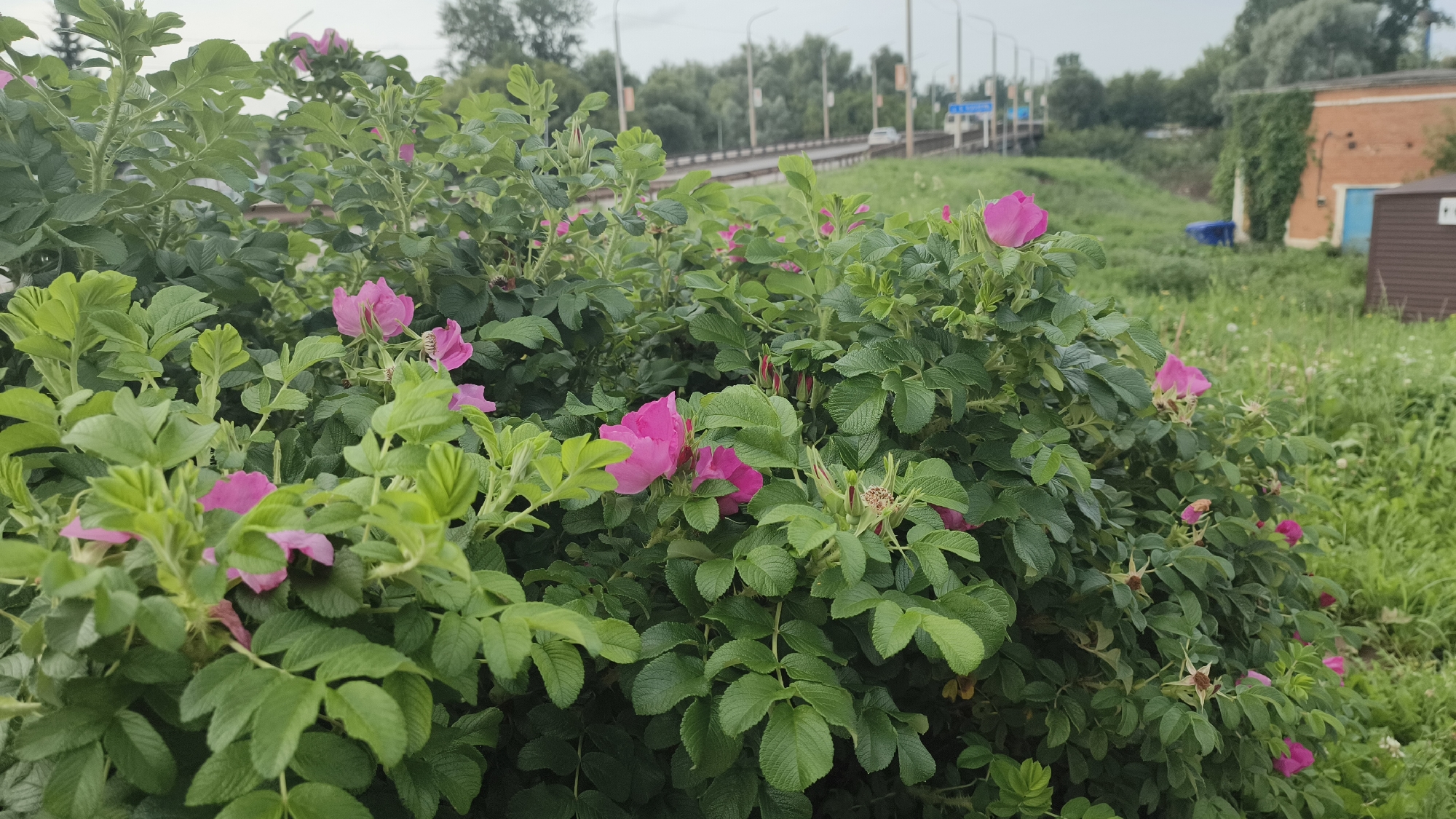 The image depicts a close-up view of a dense bush with bright pink roses and abundant green foliage. The roses are the primary subject, with several in bloom and some in bud. The bush occupies the foreground, creating a natural frame.
In the background, a slightly out-of-focus scene unfolds. A grey, overcast sky suggests the time of day is likely late morning or afternoon. A road with a bridge is visible in the mid-ground, with a few vehicles and lampposts lining it. Beyond the road, a line of trees forms a green barrier. To the right, a brick building with a blue door and a brown wooden structure are partially visible, situated amongst overgrown green grass and weeds. The overall environment appears to be an outdoor, possibly semi-urban or roadside setting. No people or animals are visible in the image. The scene is static, focusing on the natural beauty of the rose bush. The location is identified as Buguruslan, Russia.
