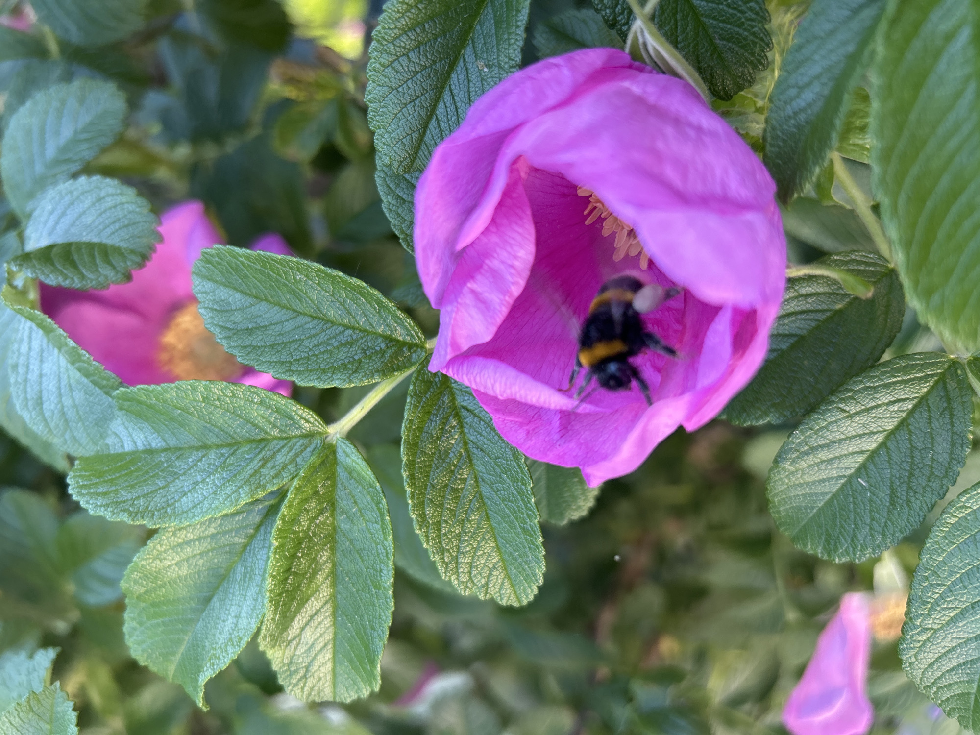 This close-up photograph captures a bumblebee actively engaged with a vibrant pink flower. The fuzzy, black and yellow bumblebee is positioned deep within the bloom, suggesting it is either gathering nectar or pollen. The flower itself is a single-petaled, bright magenta or fuchsia-colored rose, possibly a wild rose species, with visible yellow stamens at its center.
The flower is surrounded by lush green leaves, which exhibit distinct serrated edges and textured veining. Some leaves are in sharp focus in the foreground and mid-ground, showing their detailed surfaces, while others in the background are softly blurred, creating a natural depth of field. The lighting is bright and natural, indicating a daytime shot, likely under ample sunlight or a slightly overcast sky, as the colors are vivid and shadows are subtle. The overall setting is an outdoor natural environment, such as a garden or wilderness area, emphasizing the interaction between an insect and a plant. There is no visible text in the image.
