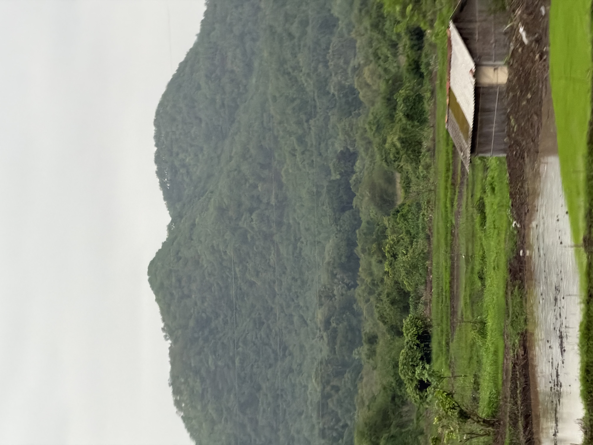 The image shows a rural landscape in Saphale, India. A large, densely vegetated mountain dominates the background, with a cloudy sky above. In the middle ground, there are terraced rice paddies, some filled with water and mud, and others covered in green grass. A small, rustic wooden structure with a corrugated metal roof is situated on a mound of earth in the foreground, to the right. A single tree with sparse foliage is visible to the left of the structure. The overall impression is one of a tranquil, agricultural setting, possibly after or during monsoon season given the wet fields.