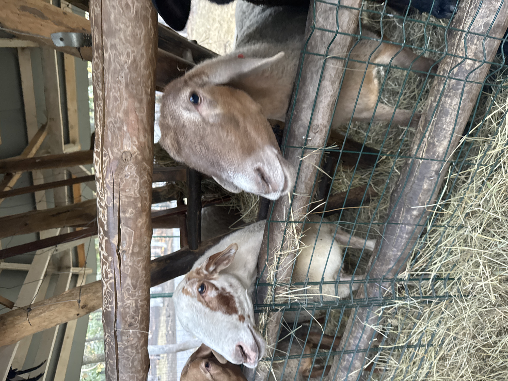 The image depicts several sheep within a wooden enclosure filled with hay. The enclosure appears to be a partially covered structure, possibly a barn or shelter, with wooden beams and a wire mesh fence. Two sheep are prominently featured in the foreground, with their heads visible over the fence. One sheep is white with brown markings on its face and neck, while the other is a light brown color. Both sheep are looking towards the viewer. Other sheep are visible in the background, some partially obscured by the fence. The environment suggests a rural or agricultural setting. There are no people or any indication of the city of Orlivshchyna, Ukraine in the image.
