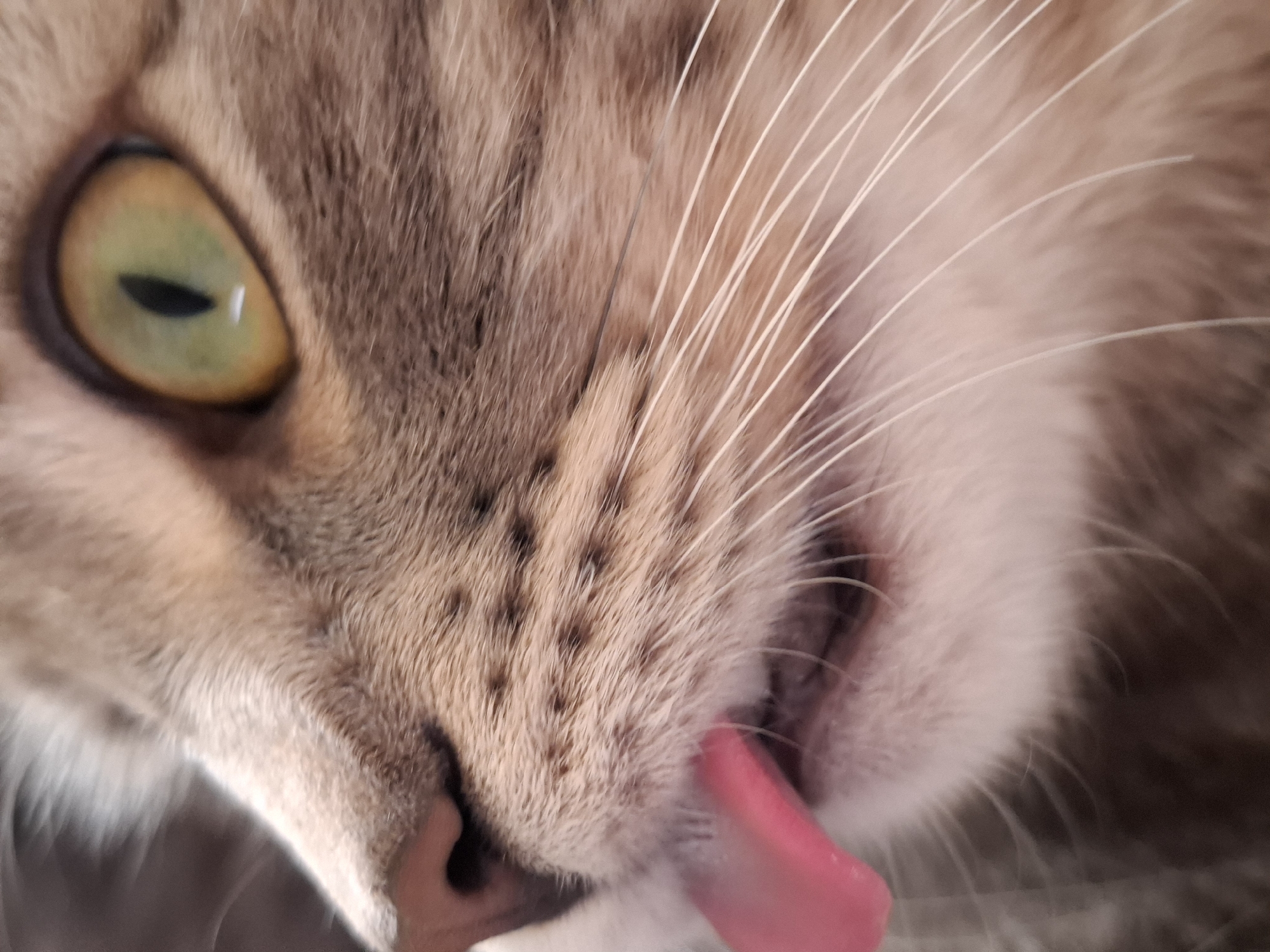 An extreme close-up, diagonal shot captures the left side of a cat's face. The cat has light brown to tan fur with darker tabby-like stripes, particularly visible around its eye and muzzle. Its prominent eye, positioned in the upper left of the frame, is a striking greenish-gold with a narrow, horizontal black pupil. Long, white whiskers fan out from its muzzle, with many visible against the fur, especially on the right side of the image. The cat's bright pink tongue is extended, appearing to lick its nose or the corner of its mouth, which is visible in the lower right portion of the frame. The texture of its fur, including the small bumps where whiskers emerge, is highly detailed. No other subjects or objects are visible, and the background is softly blurred fur. The overall scene conveys a moment of feline grooming. The location context for this image is Novi Sad, Serbia. There is no visible text.