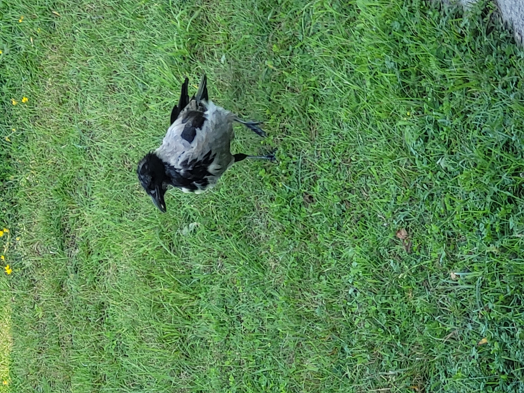 A bird with black and gray plumage stands on a patch of green grass. The bird is facing to the left and appears to be walking. The grass is short and there are a few small yellow flowers scattered in the background. The scene is outdoors and appears to be during the daytime. This image was taken in Ozolnieki, Latvia.