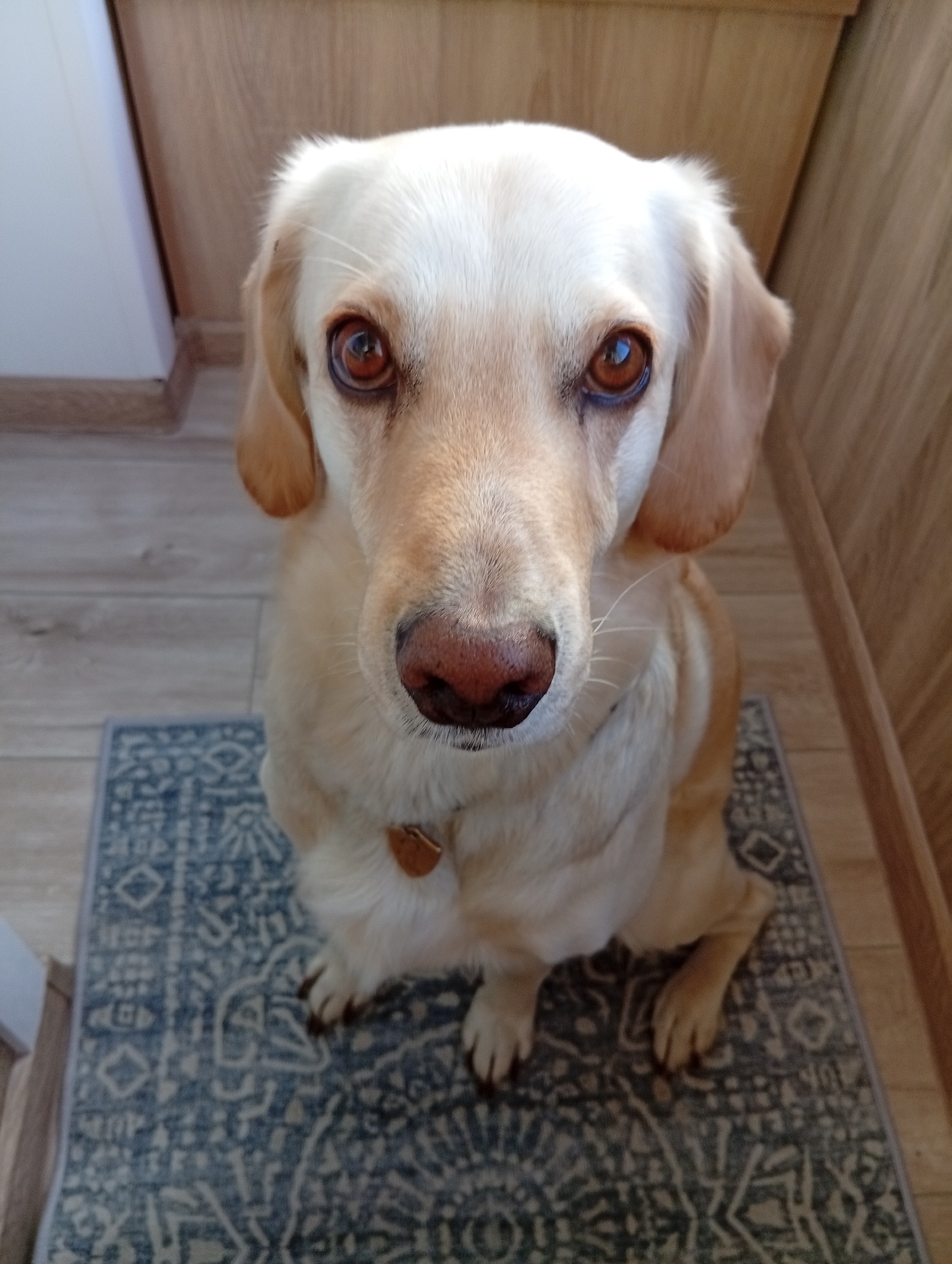 A light-colored dog with brown eyes and dark brown nose is sitting on a blue and white patterned rug. The dog is facing the camera and its head is slightly tilted. The dog has long, floppy ears and its fur is short. The background is blurred but appears to be an indoor setting with wooden walls and flooring. There is a white cabinet on the left side of the image. The dog is wearing a light brown collar. The image was taken in Biysk, Russia.
