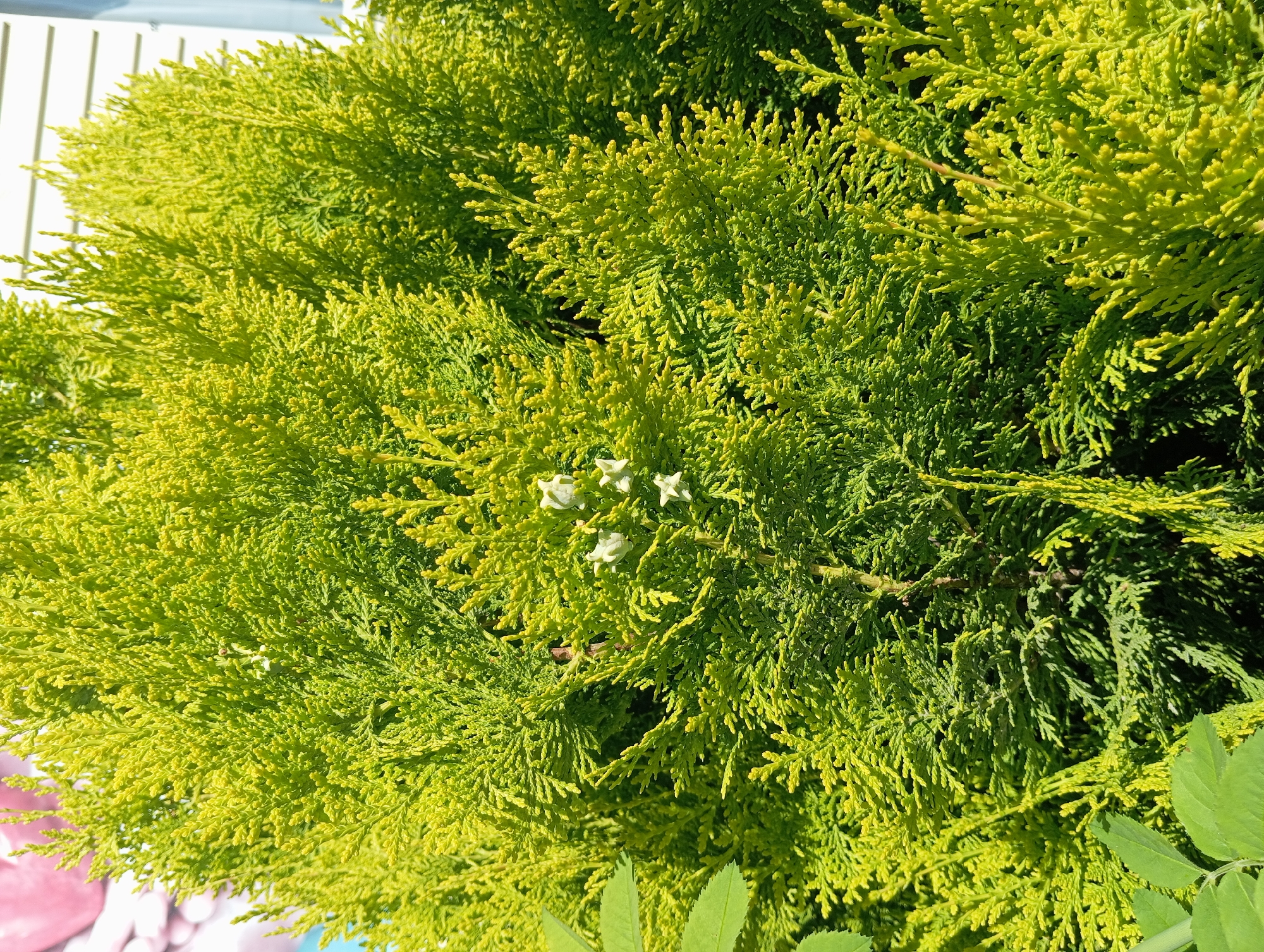 A close-up, eye-level shot captures a vibrant green shrub with delicate, scale-like foliage, possibly a type of cypress or cedar, bathed in bright sunlight. The shrub fills the frame, its numerous branches interwoven and covered in small, light-colored seed cones, some appearing white and clustered together. To the left and bottom of the frame, larger, darker green leaves from another plant are partially visible, creating a contrast in color and texture. In the background, out of focus, a portion of a building with white horizontal siding is discernible, along with hints of a light blue surface, potentially sky or water, and abstract shapes of pink and white, possibly decorative elements. The overall impression is of a sunny outdoor scene, likely a garden or yard in Peredovaya, Russia, focusing on the lush texture and color of the evergreen shrub.