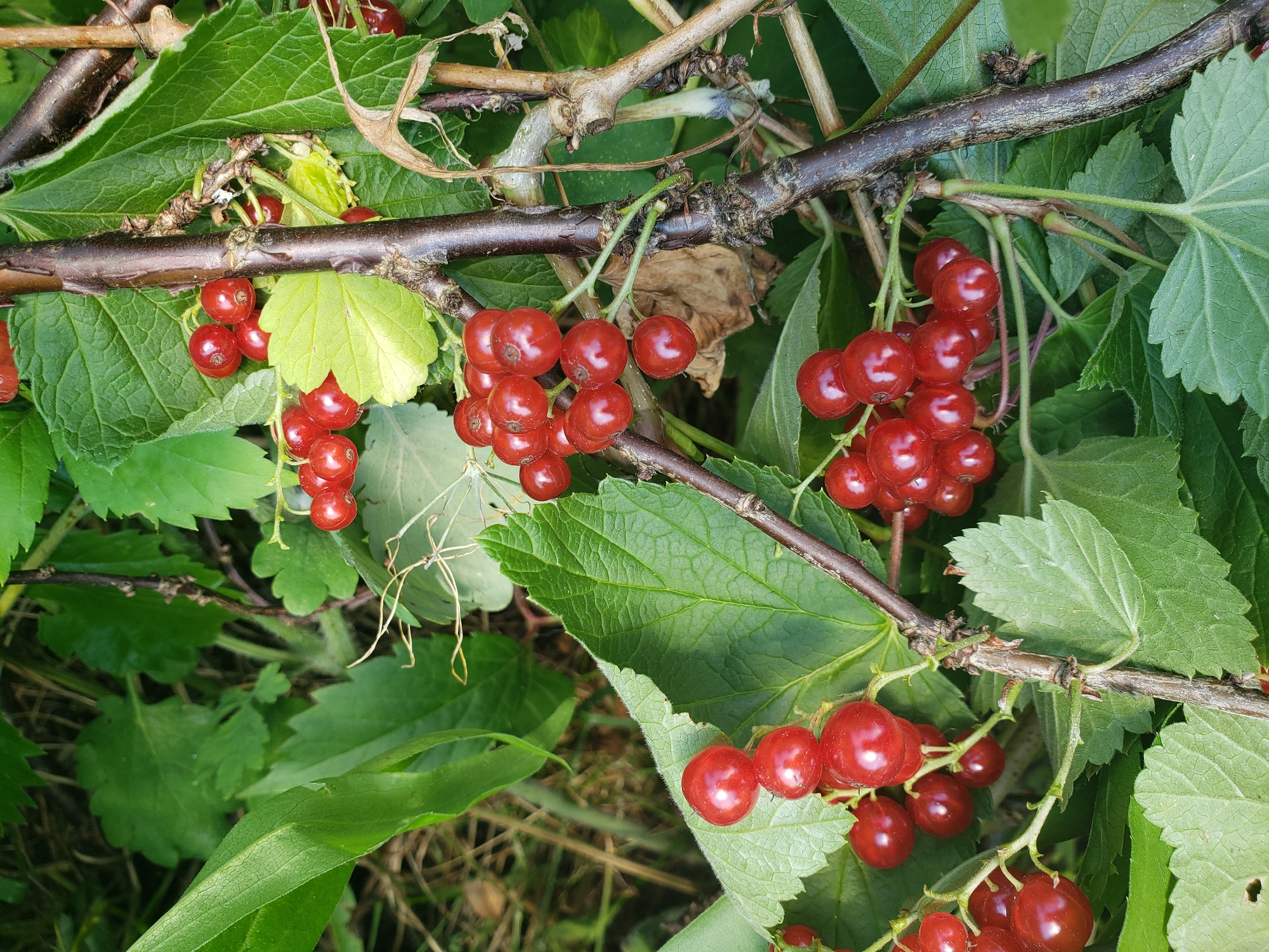 The image displays a cluster of ripe red currants on a bush, with green leaves and dark brown branches. The currants are small, round, and a deep red color, and they are attached to thin stems. Some of the leaves are in focus, showing their serrated edges and veined texture, while others are blurred in the background. The overall impression is of a natural, outdoor setting, likely a garden or a park. There are no people or any specific urban features visible that would indicate a location within the city of Nizhny Novgorod, Russia. The lighting suggests it is daytime, with the sun casting a soft glow on the berries. The image is a close-up shot, focusing primarily on the currants and the surrounding foliage.