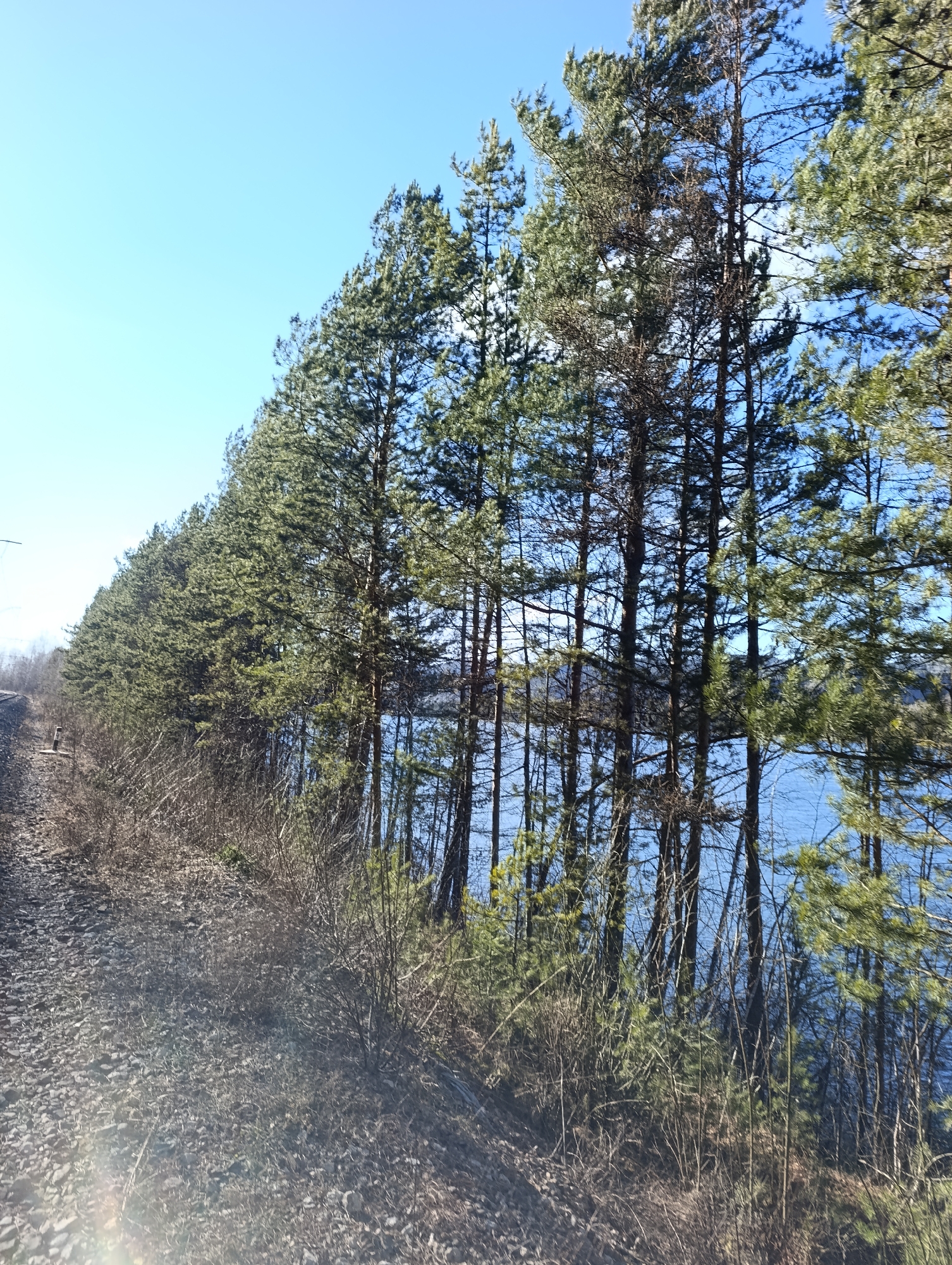A straight-on shot shows a row of evergreen trees along a body of water under a clear blue sky. The image was taken outdoors during the day. The trees line the right side of what appears to be a gravel path or road, which occupies the bottom left of the frame. Beyond the trees, a body of water is visible, with land or islands discernible in the distance. The vegetation under the trees is mostly dry brush. To the left side of the trees, there are railroad tracks. The location is in Krasnoyarsk, Russia.