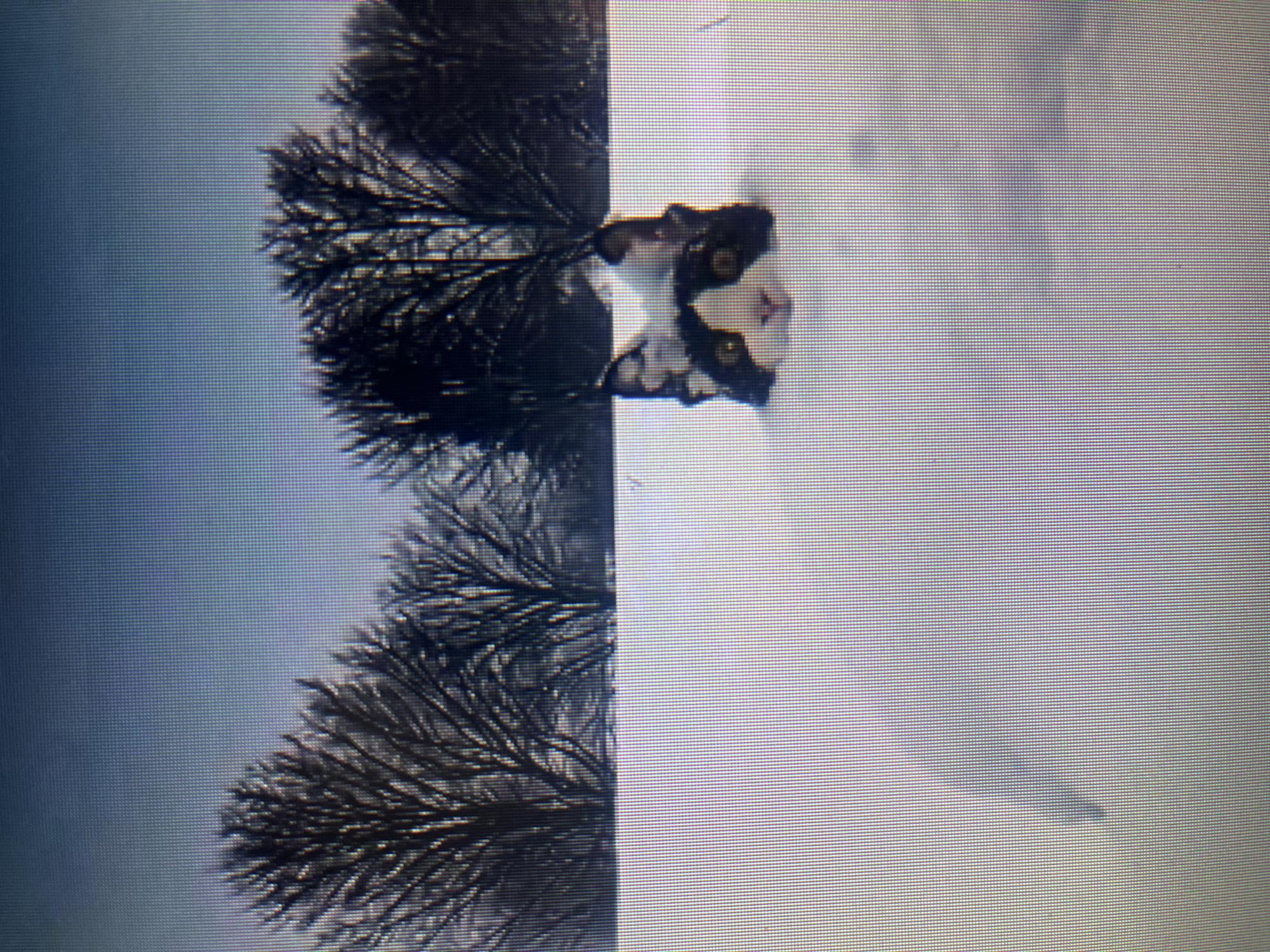 The image is a photograph of a screen, depicting a pixelated outdoor winter scene featuring a black and white cat. The main subject, a domestic cat, is centrally positioned and looks directly at the viewer. It has a white face with prominent black markings around its eyes and ears, bright yellow-green eyes, and a pink nose. Its body is predominantly black with white patches.
The setting is a snow-covered landscape. On the left side of the frame, several deciduous trees with dark, bare branches, possibly frosted or covered in light snow, stand against a light blue-grey sky. The branches are intricate and extend upwards. The ground in the foreground and to the right of the cat is covered in bright, undisturbed white snow, suggesting a recent snowfall. The cat appears to be standing or walking in the snow, which reaches up to its chest.
The overall impression is of a cold, clear winter day. The distinct pixel grid pattern visible across the entire image, particularly noticeable in the sky and snow, indicates that this is a photograph taken of a digital display, rather than a direct digital image file. The cat's gaze is alert and seems to convey curiosity. There is no visible text in the image.