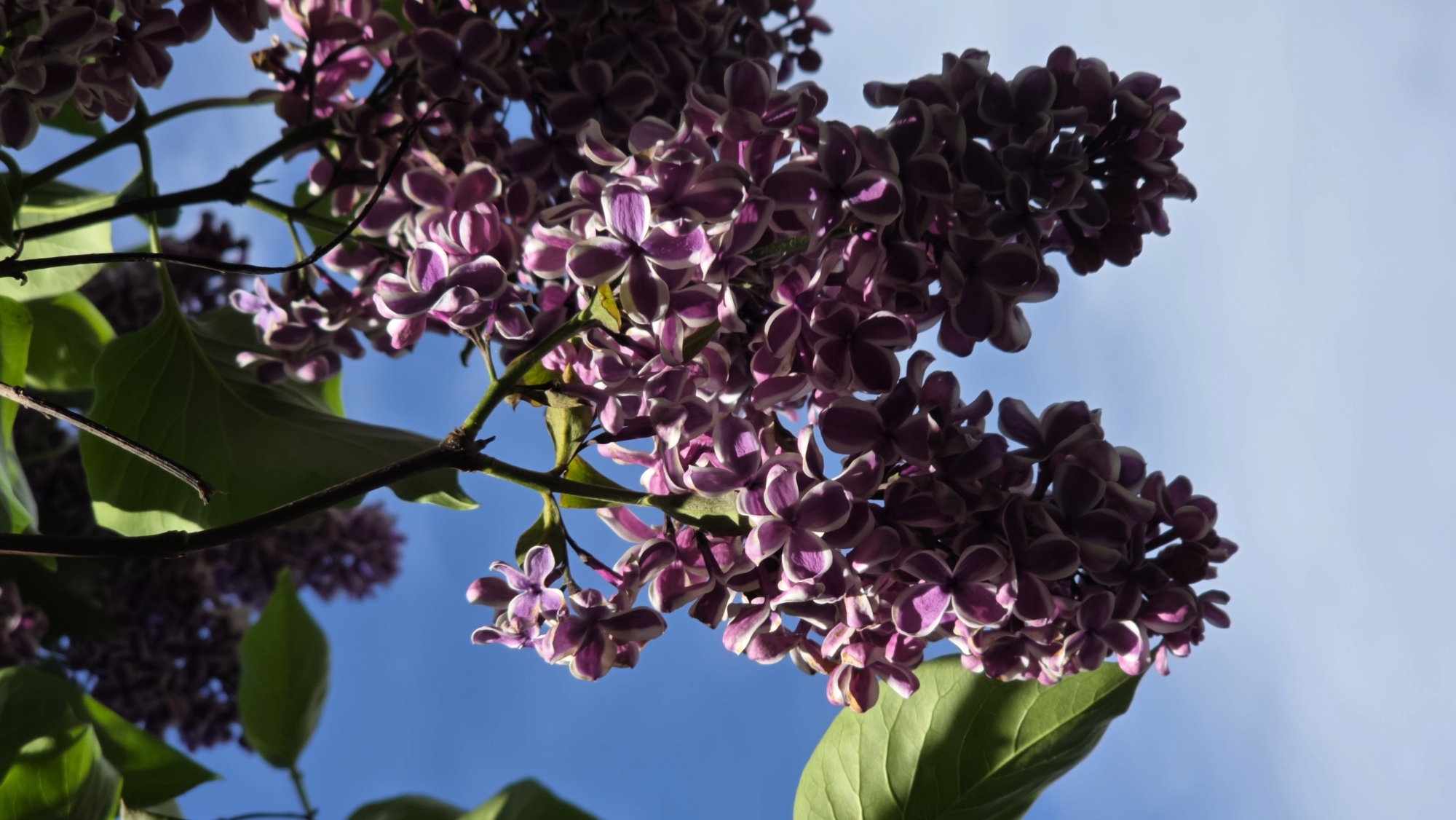 The image shows a close-up view of lilac flowers blooming against a clear blue sky. The lilac blossoms are clustered together in bunches, exhibiting a two-tone coloration with deep purple centers transitioning to white edges on each petal. The branches are visible, supporting the blossoms. Some green leaves are also present, providing a contrast to the flower clusters. The scene is bathed in bright sunlight. The location is likely Saint Petersburg, Russia, given the context of lilac flowers and the mention of the city.