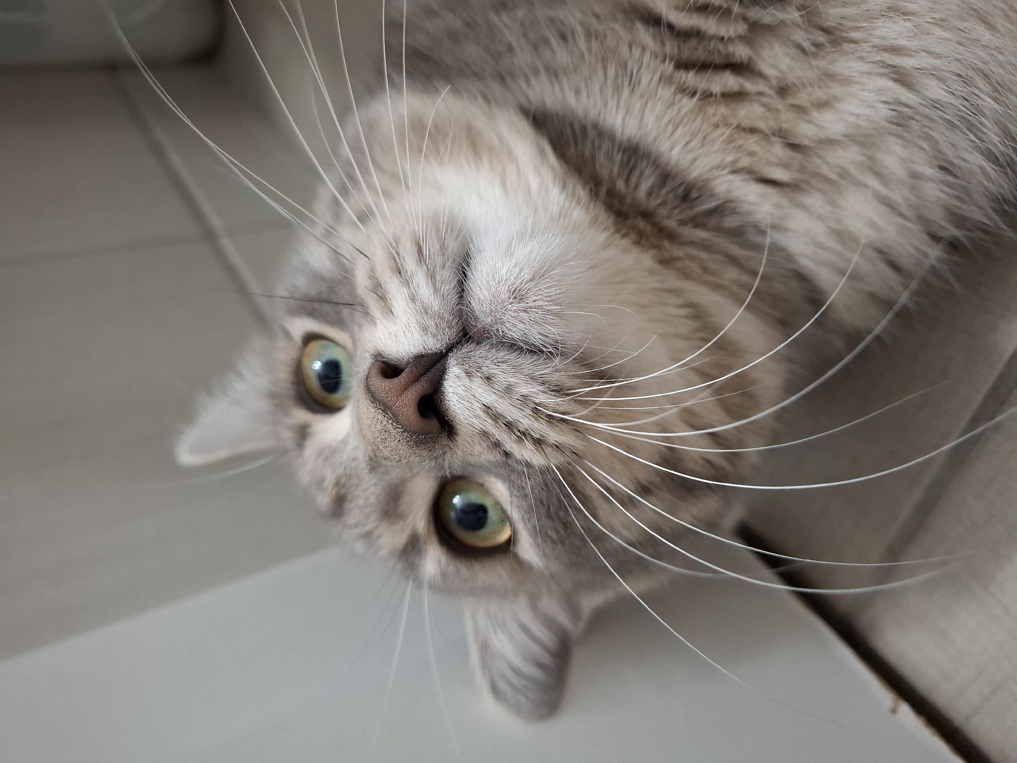 A close-up, high-angle shot features the face of a gray and light brown tabby cat, captured in Novi Sad, Serbia. The cat is positioned with its head upside down relative to the viewer, looking directly into the camera with an alert and curious expression. Its prominent, round eyes display a striking green-amber color. A pinkish-brown nose is visible at the center of its face, surrounded by delicate fur. Exceptionally long, white whiskers fan out widely from both sides of its muzzle, extending towards the edges of the frame. The cat's fur shows subtle striped patterns in shades of light gray and light brown across its head, neck, and upper body. The background consists of plain, light-colored surfaces, possibly a tiled floor or a wall, suggesting an indoor setting. No specific time of day or weather conditions are indicated, but the lighting appears soft and even. There is no visible text in the image.