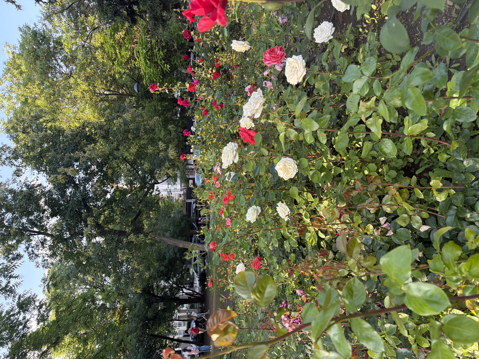The image depicts a vibrant rose garden within a park setting, seen during what appears to be the late afternoon or early evening, consistent with the golden hour. The perspective places a dense bed of blooming rose bushes prominently in the foreground and midground. Numerous roses are visible, primarily in rich red and crisp white, with some softer pink shades interspersed. The rose bushes feature lush green foliage, some leaves exhibiting a reddish-brown tint, indicating new growth.
Beyond the rose garden, a grassy area unfolds with mature, leafy trees providing ample shade. A paved pathway can be seen winding through the park. Several people are scattered throughout the mid-distance, casually enjoying the park. Some individuals are seated on benches or directly on the grass, suggesting leisure and relaxation.
In the background, elements of an urban environment are discernible, including multi-story buildings and parked vehicles, indicating that this park is situated within a city. The sky, visible through the tree canopy, is a clear blue. Warm, golden sunlight illuminates the scene, highlighting the roses and the upper parts of the trees, and casting gentle shadows. No discernible text is visible within the image. The overall atmosphere is peaceful and serene, capturing a pleasant day in a public garden in Sofia, Bulgaria.
